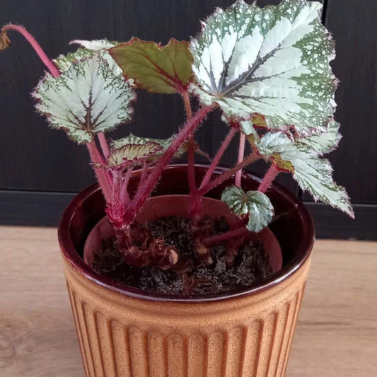 Begonia Asian Tundra cutting