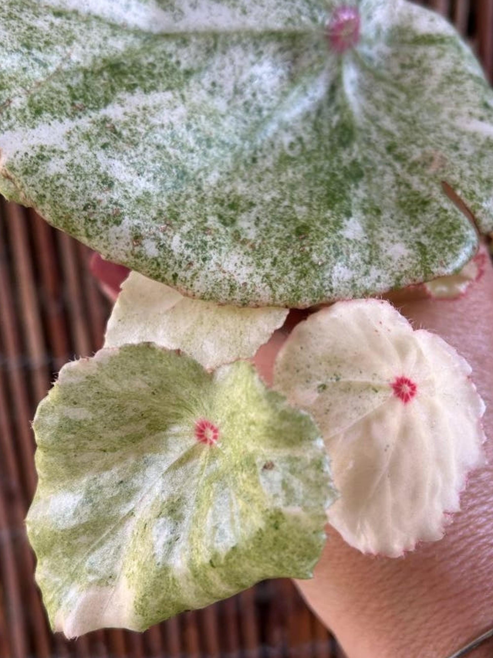 Begonia Rouge Variegata cutting
