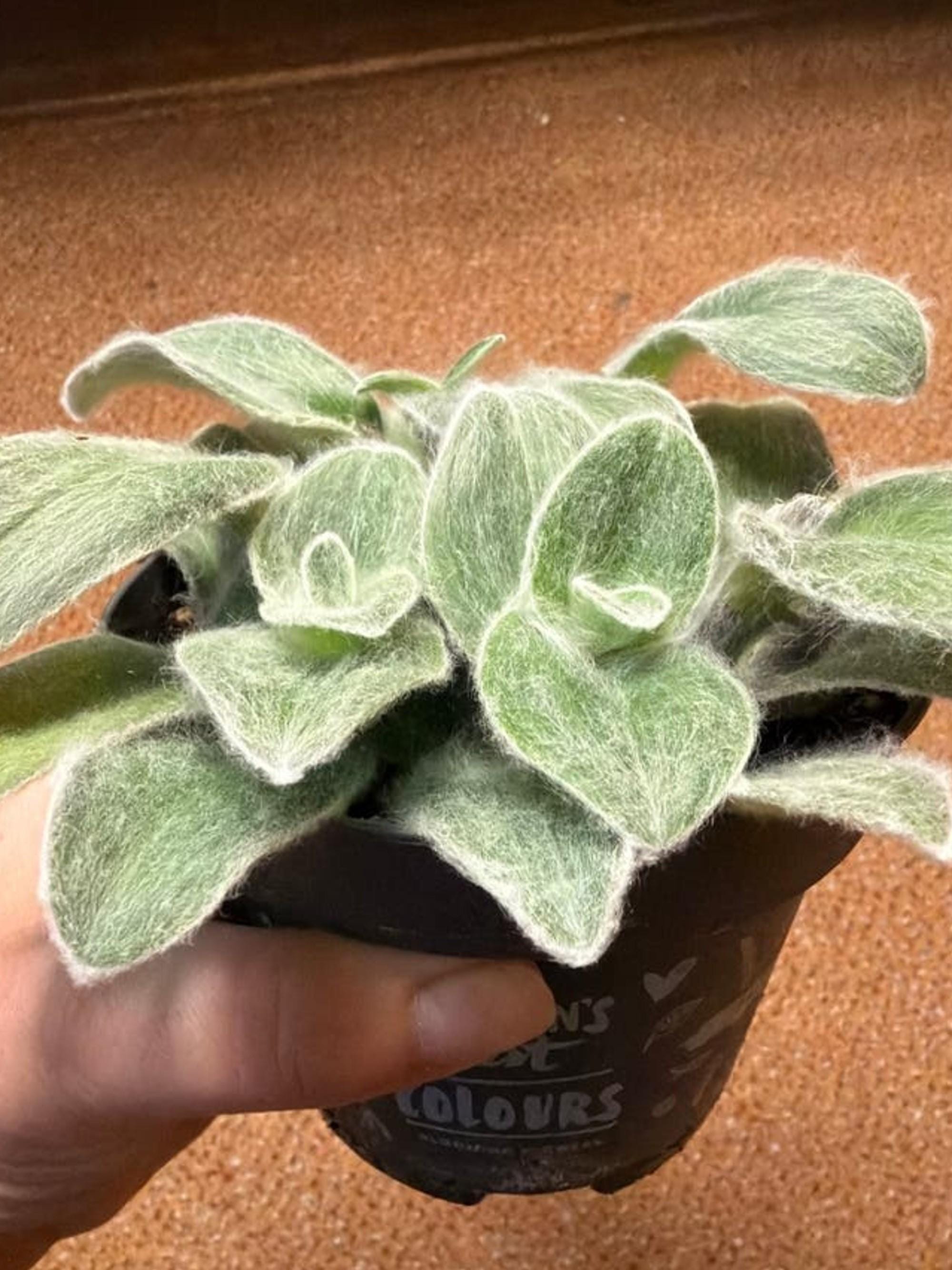 Tradescantia Sillamontana White Velvet cutting