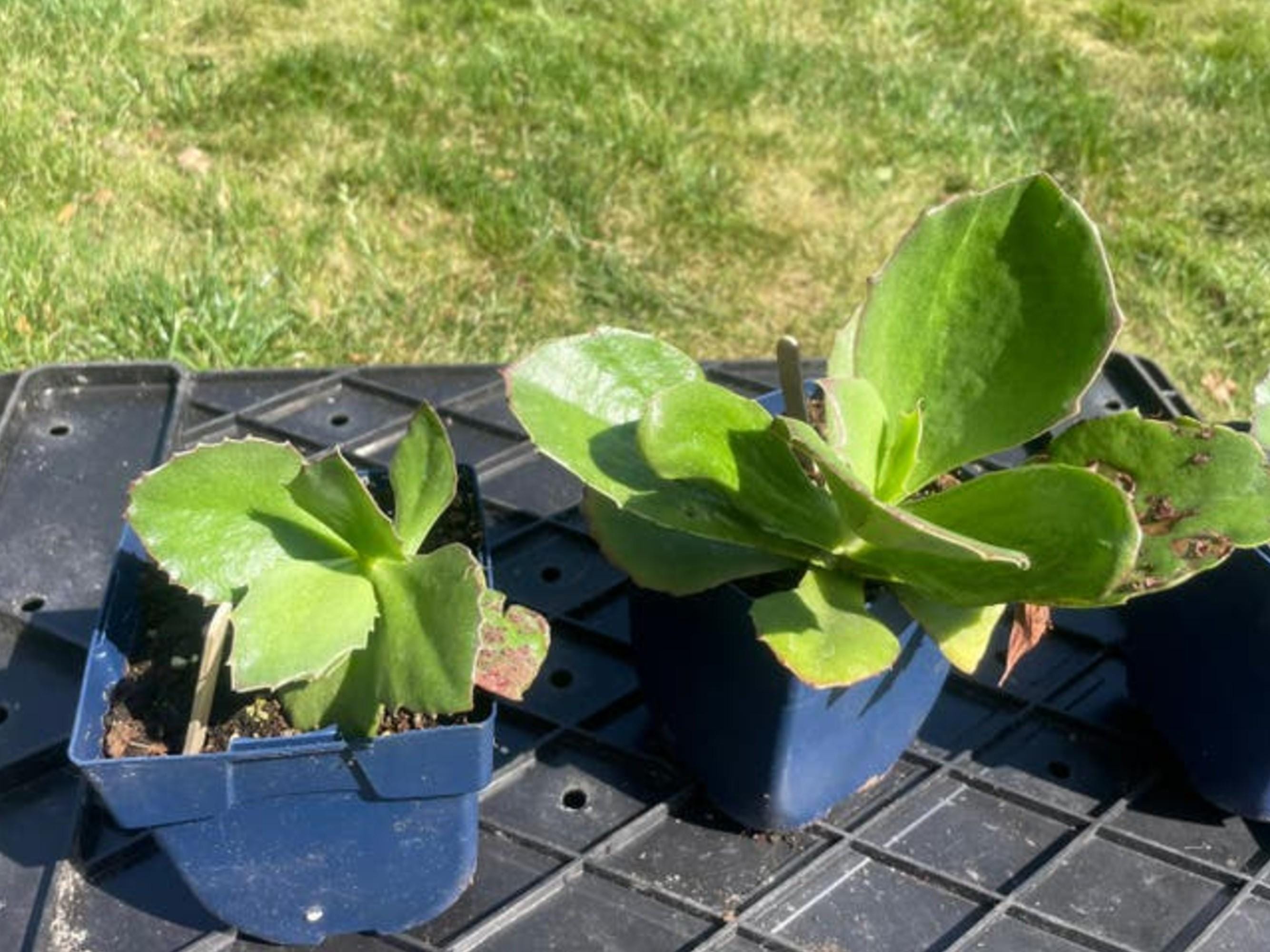 Kalanchoe Synsepala cutting
