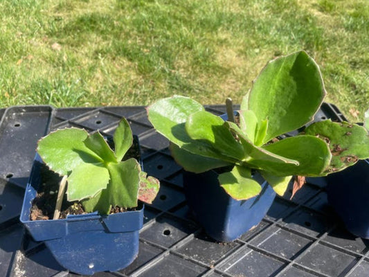 Kalanchoe Synsepala cutting