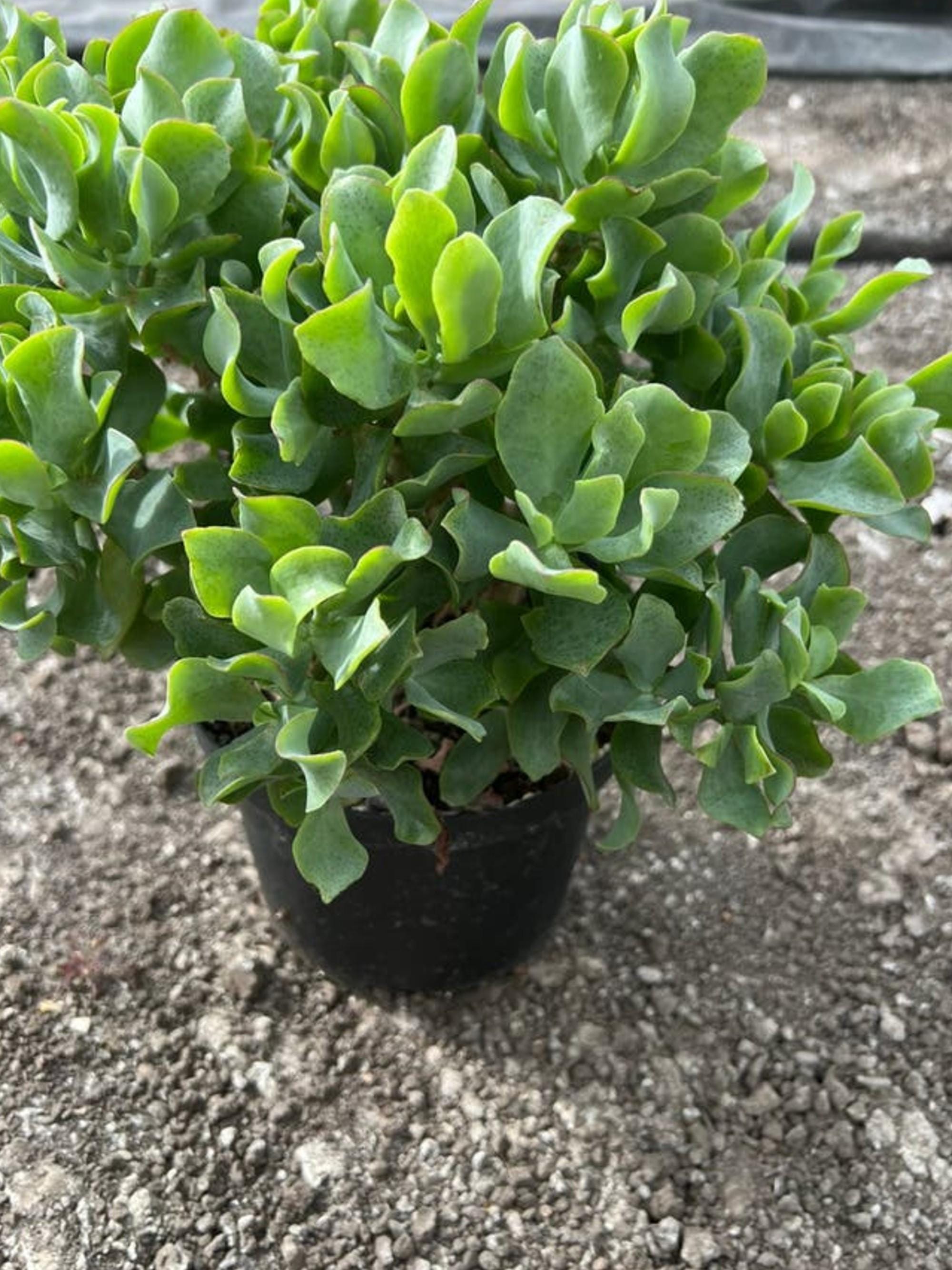 Crassula Ripple Jade cutting