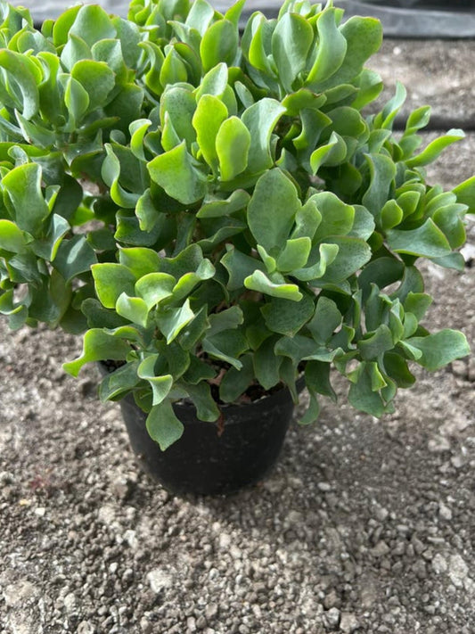 Crassula Ripple Jade cutting