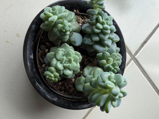 Sedum Clavatum cutting