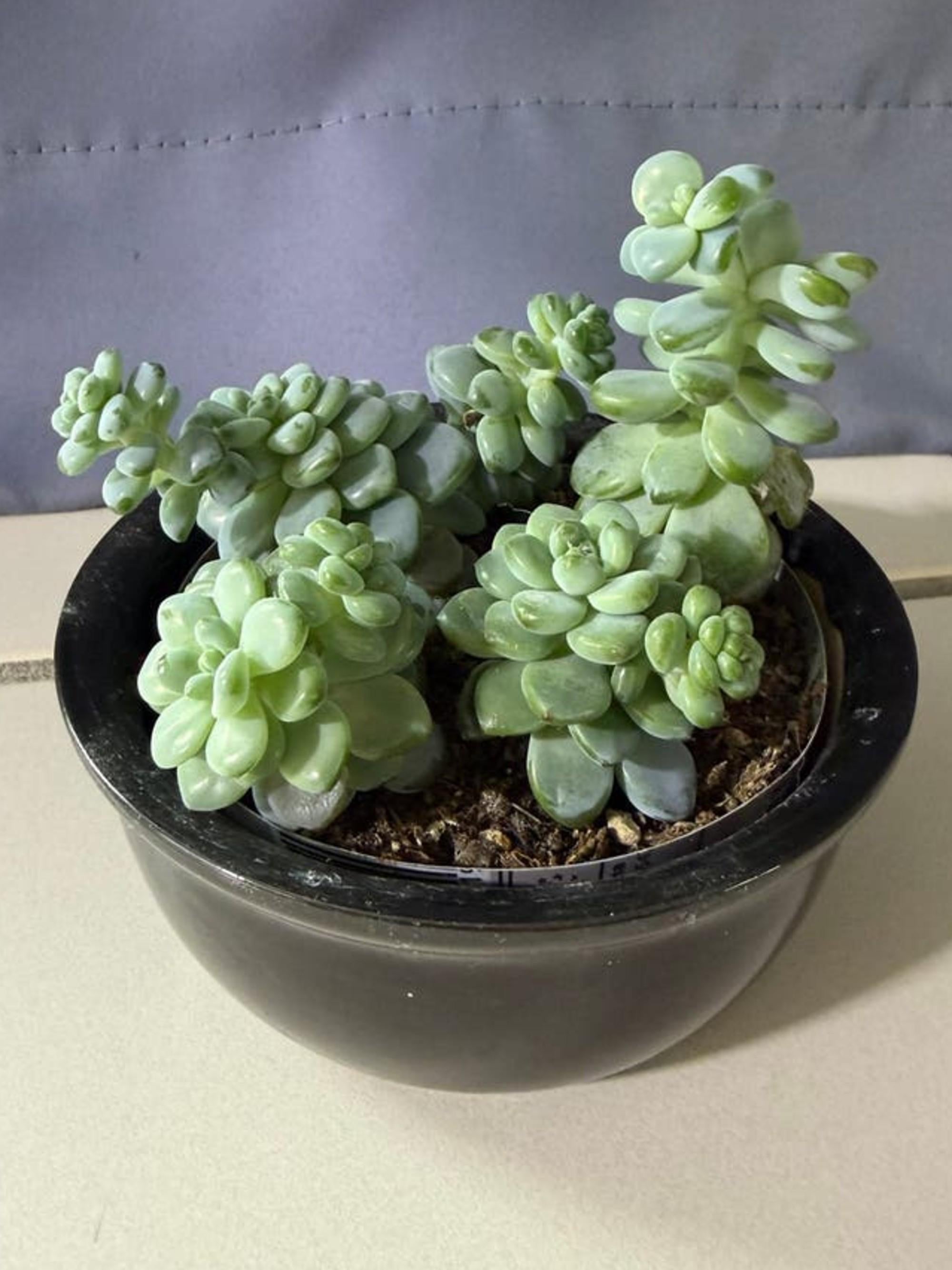 Sedum Clavatum cutting