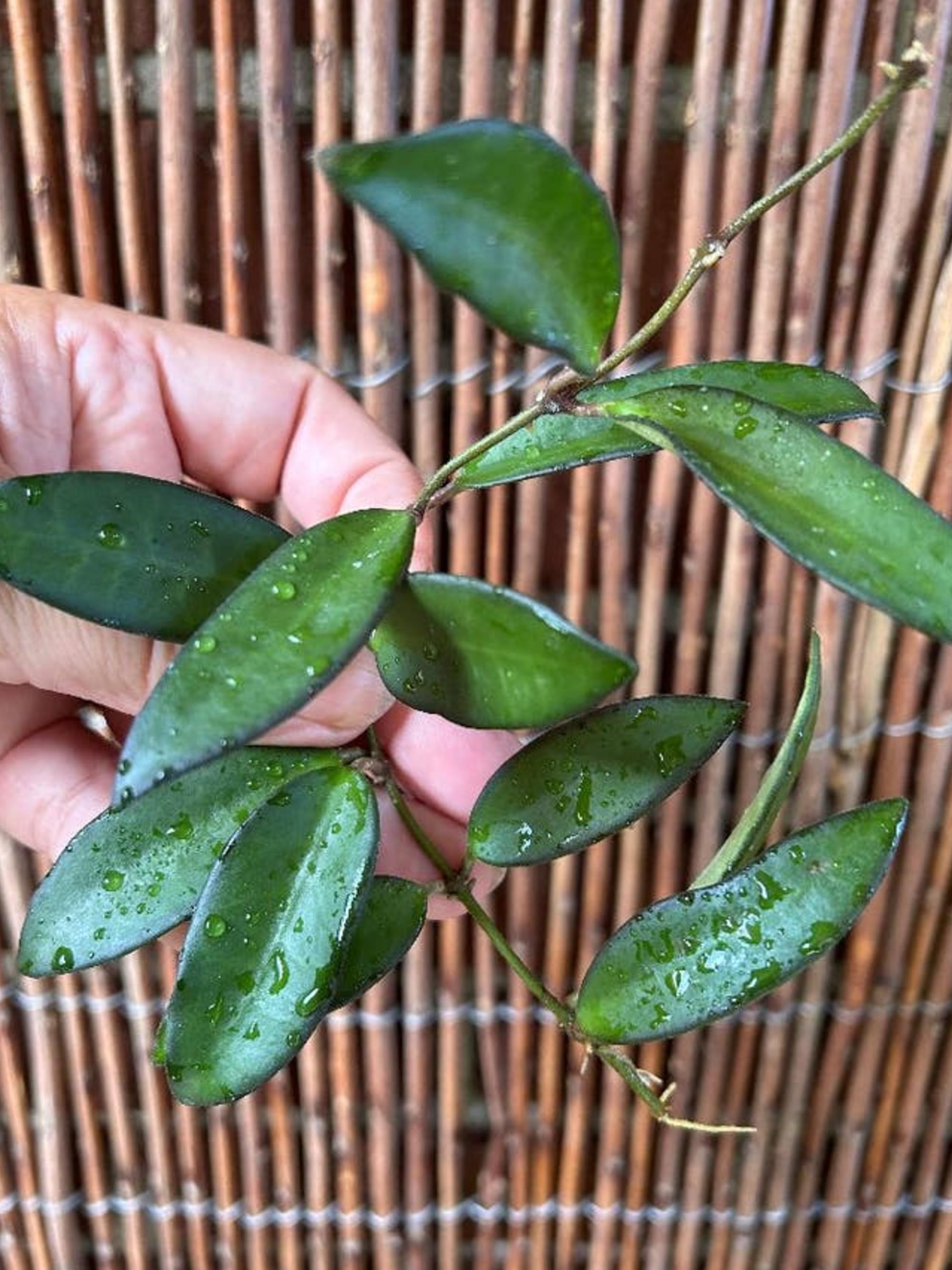 Hoya Rosita cutting