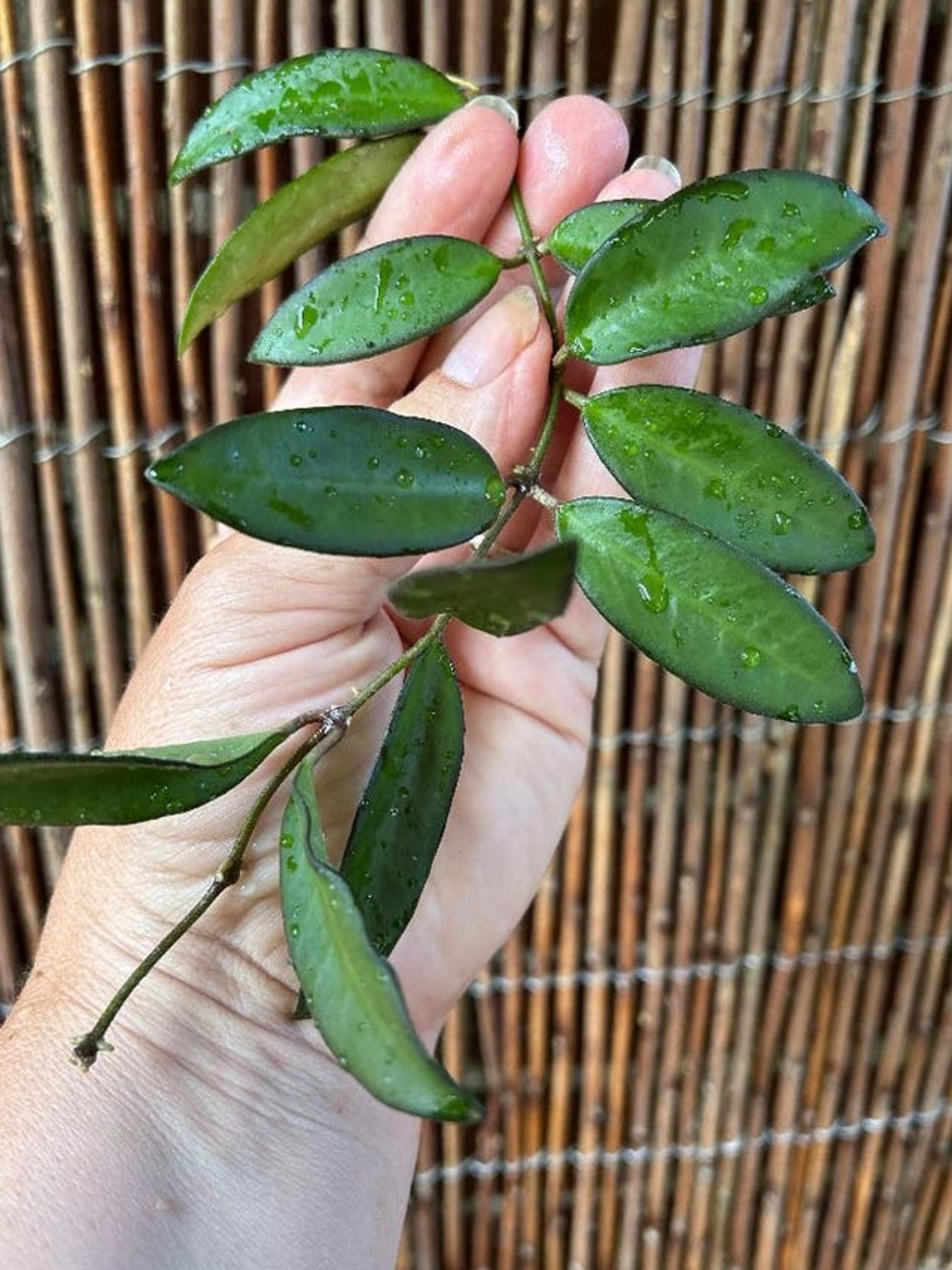 Hoya Rosita cutting