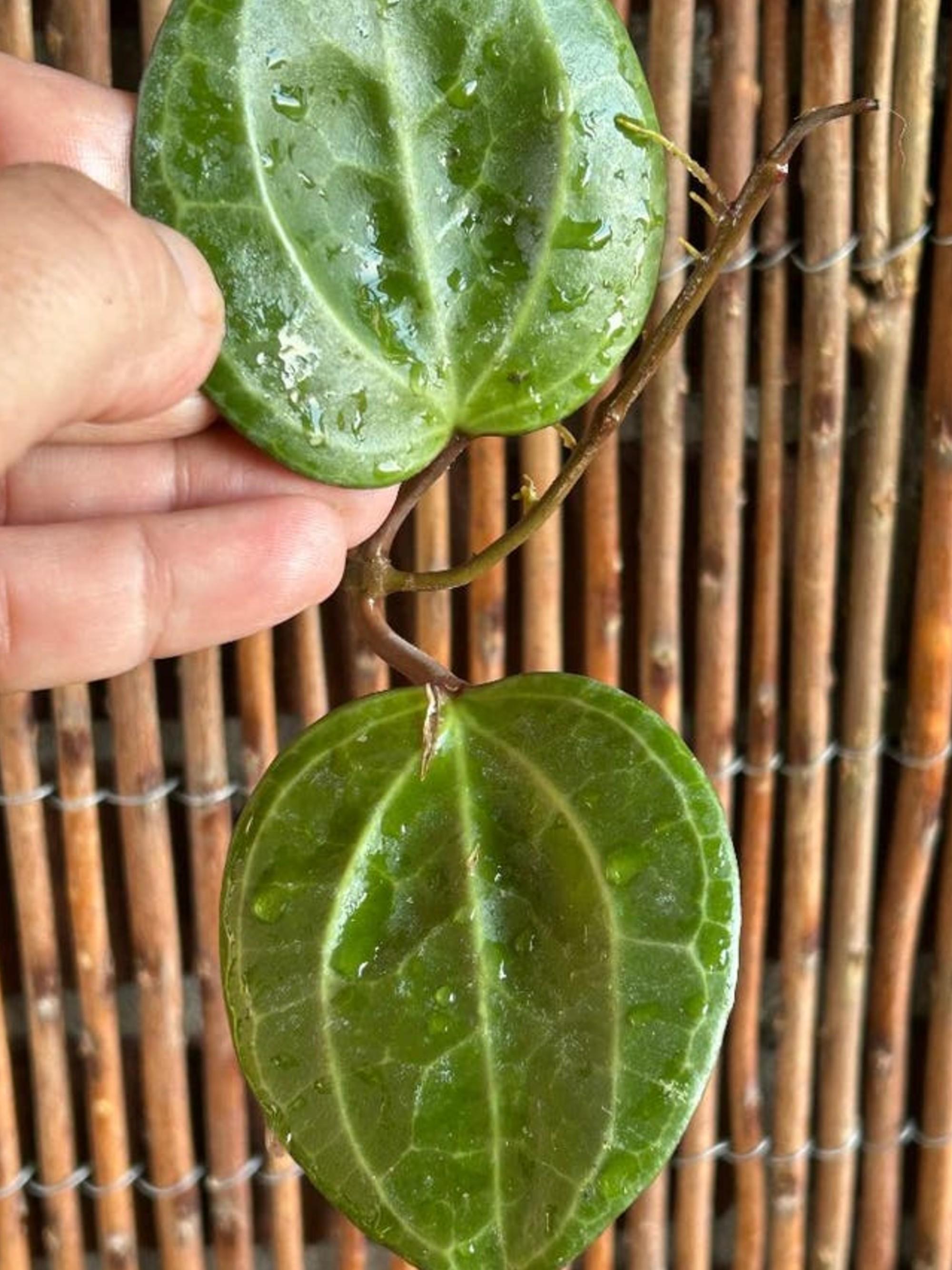 Hoya Sarawak Creme cutting