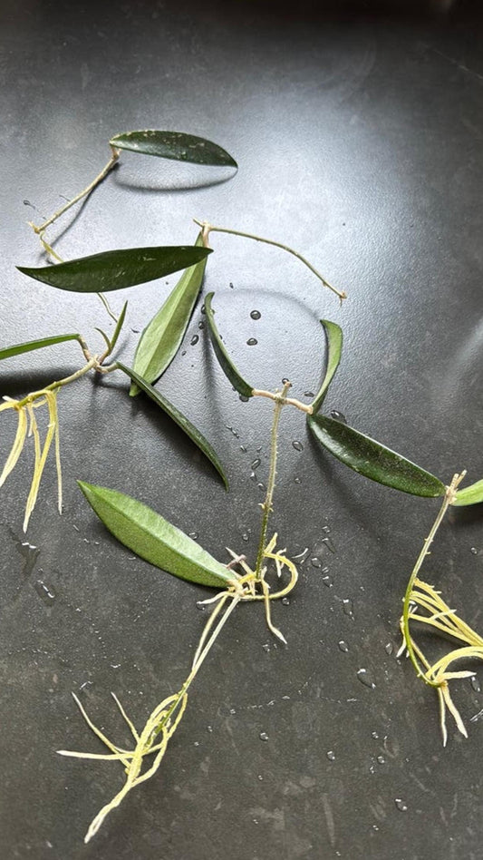Hoya Minibelle cutting