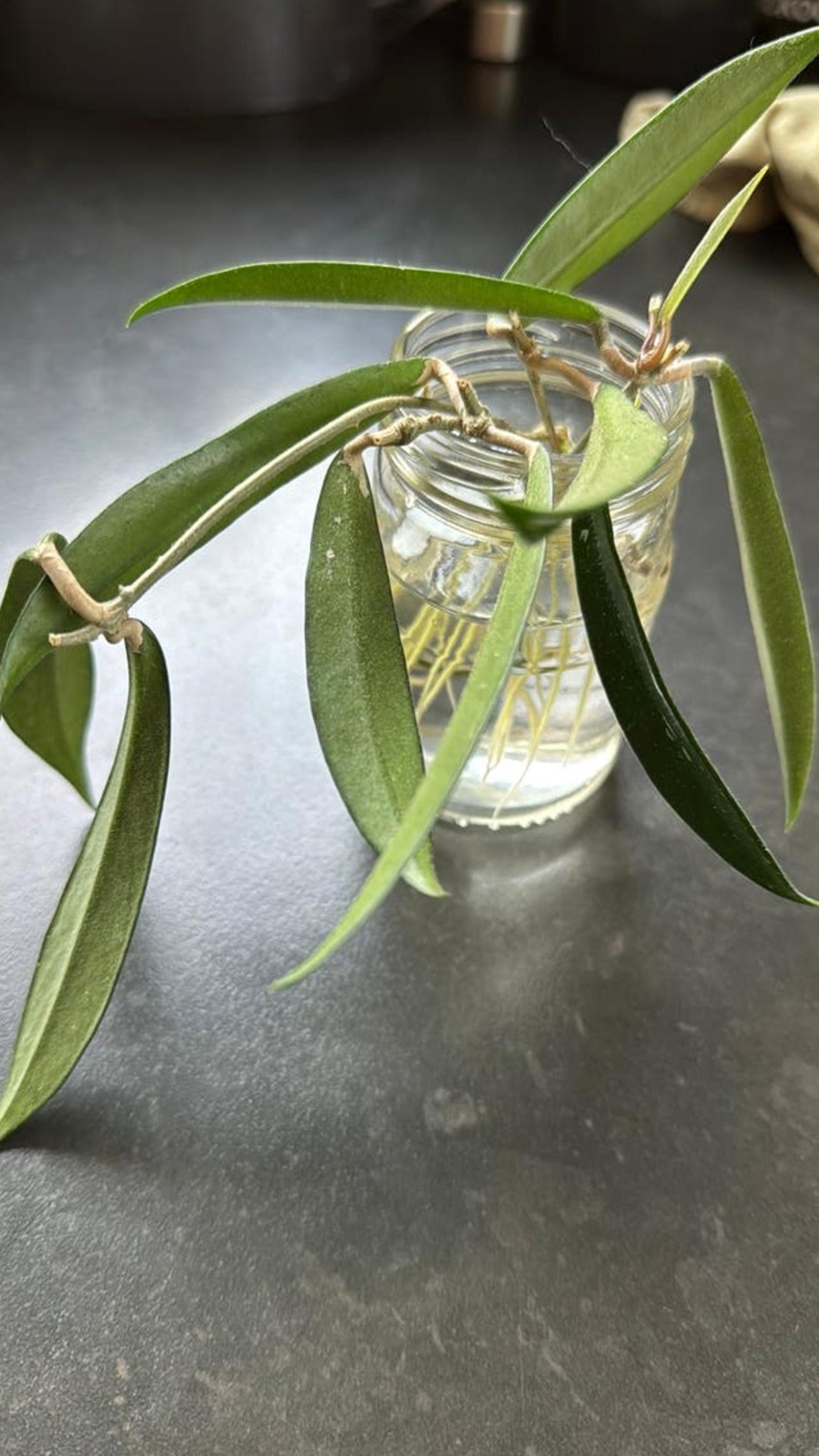 Hoya Minibelle cutting