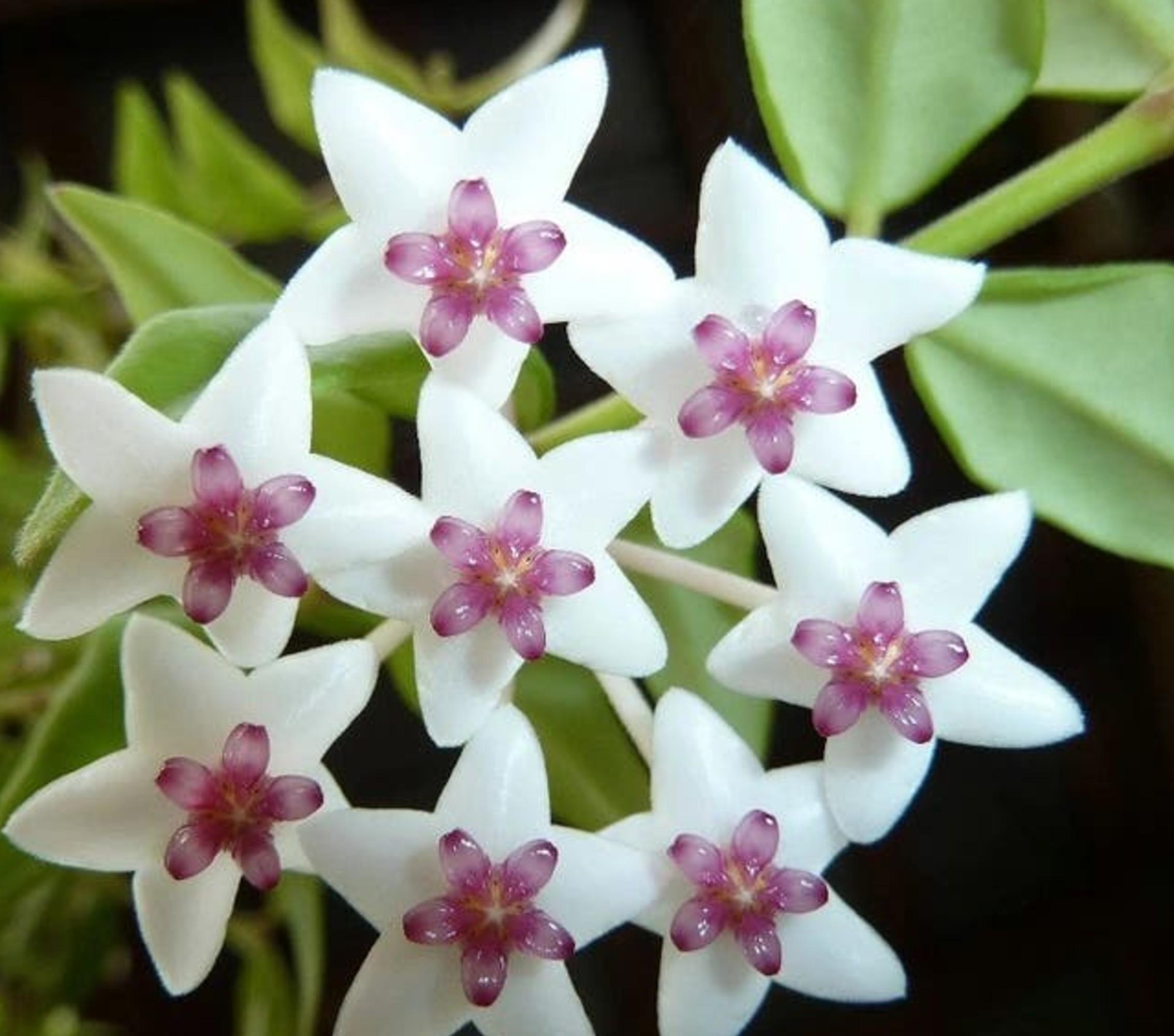 Hoya Bella cutting