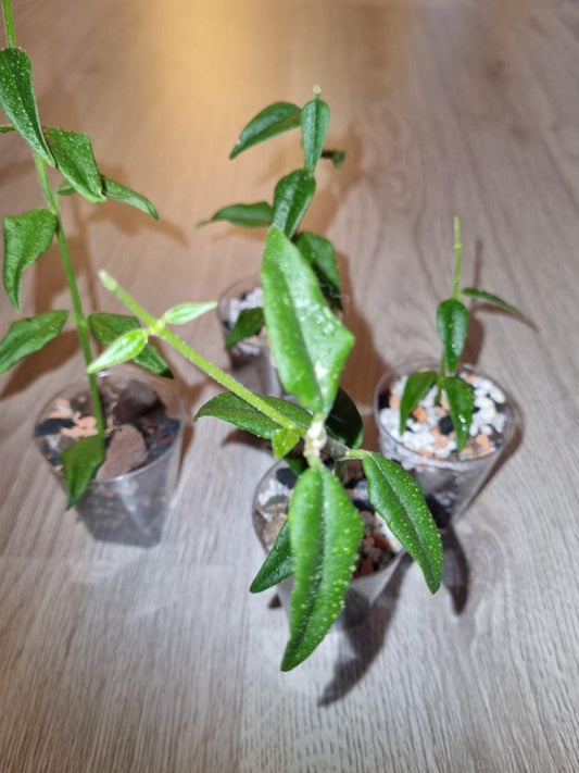 Hoya Bella cutting