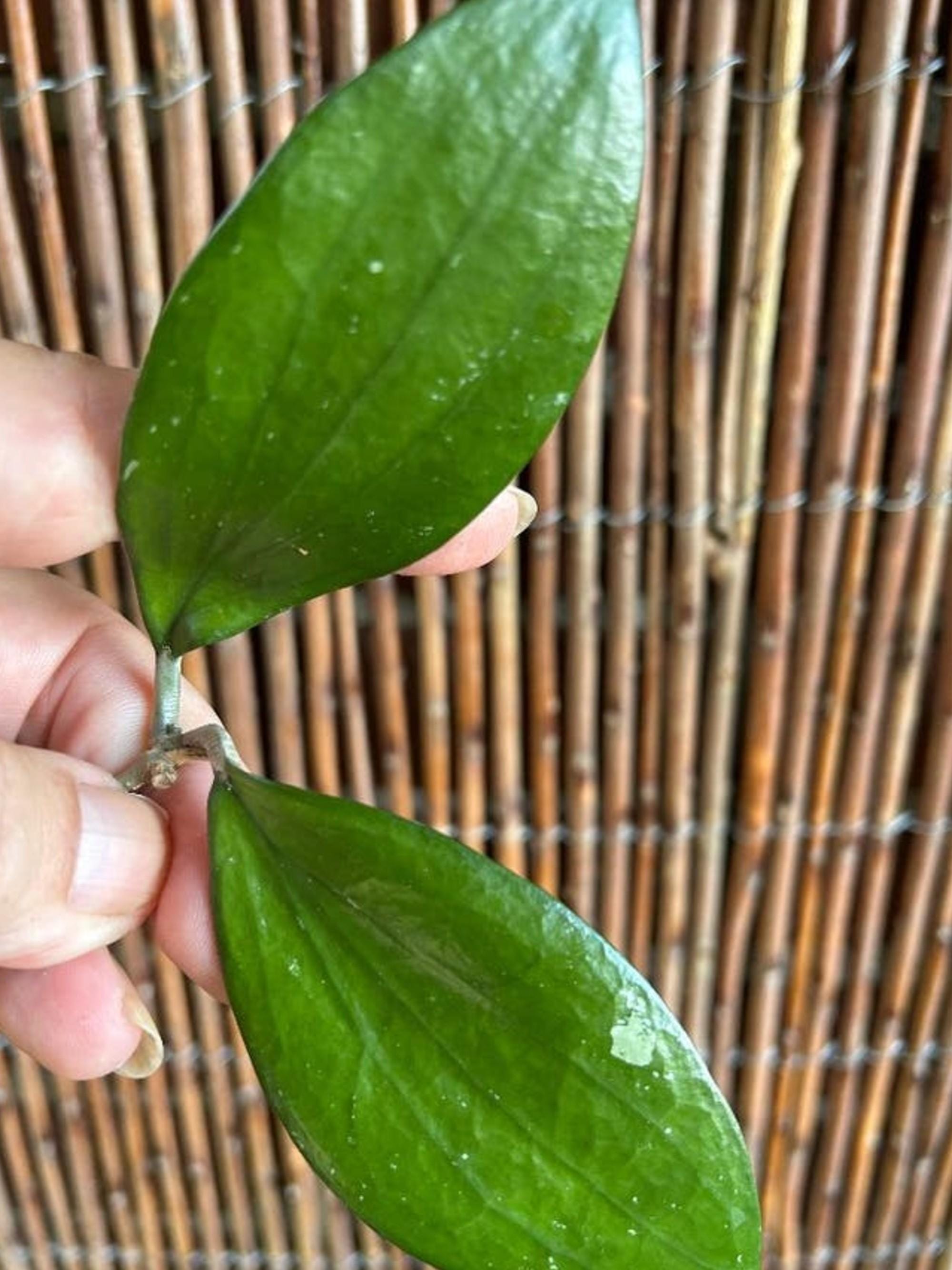 Hoya Purpureofusca cutting