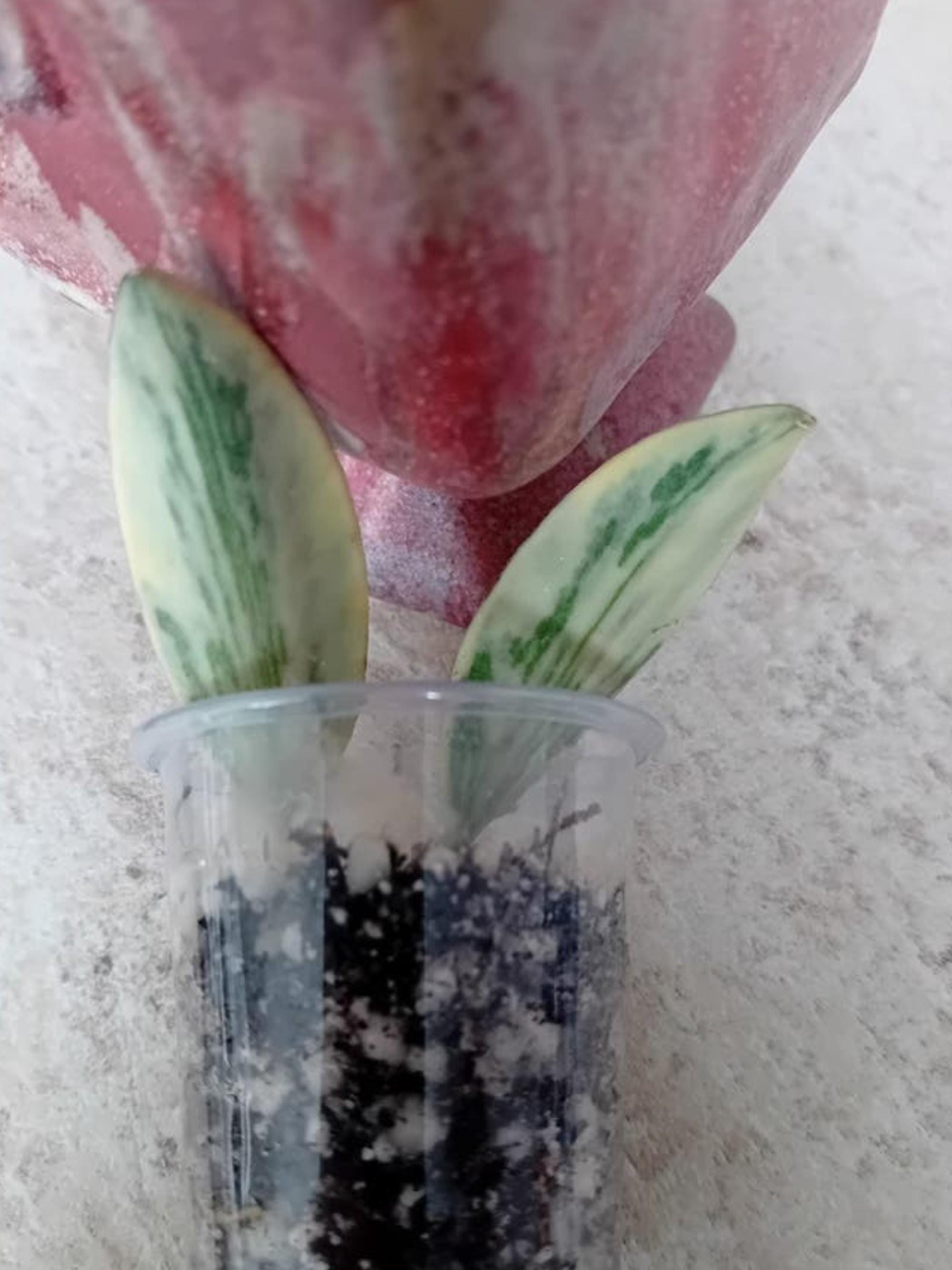 Hoya Lori Lyn cutting