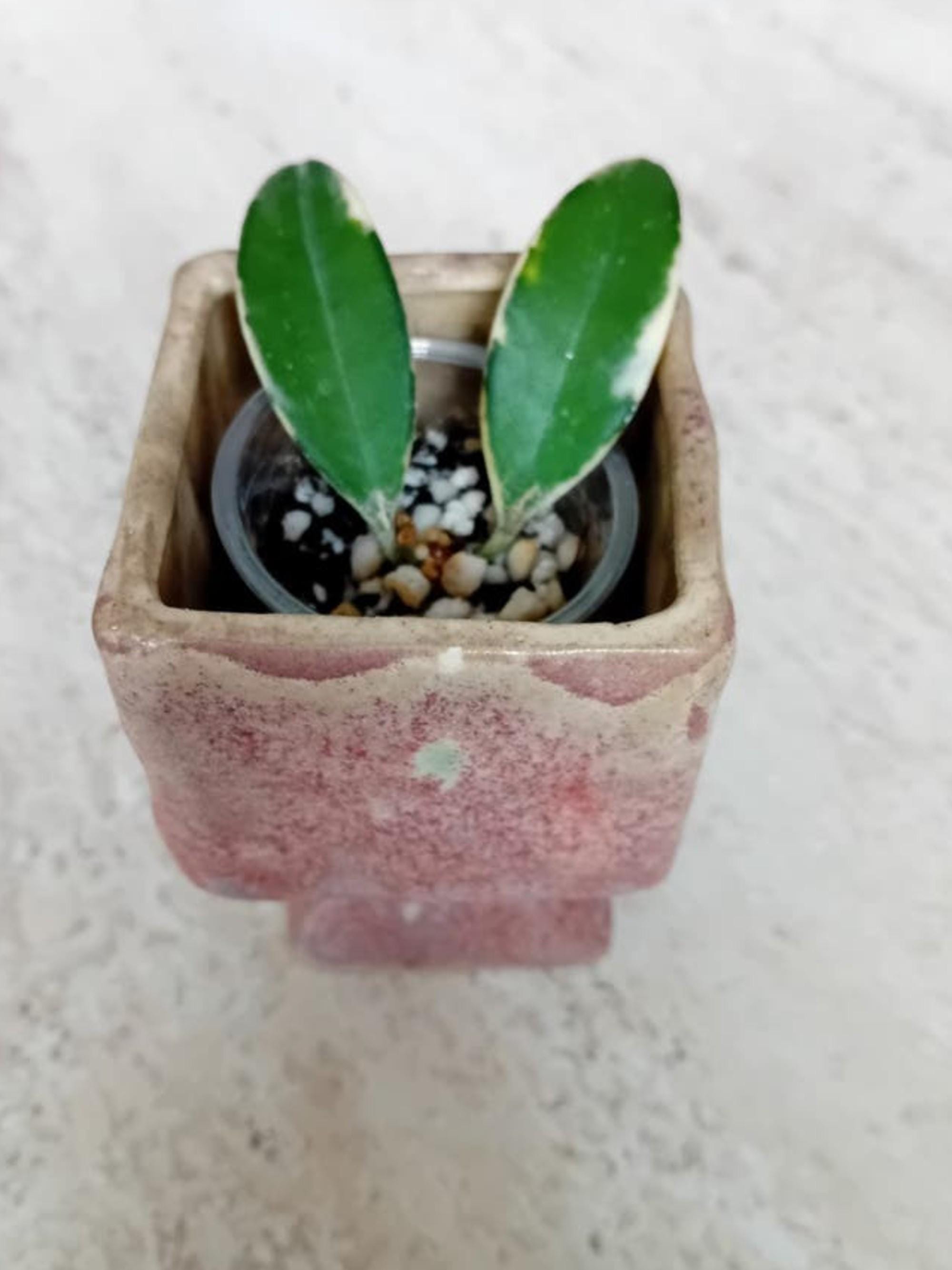 Hoya Lori Lyn cutting