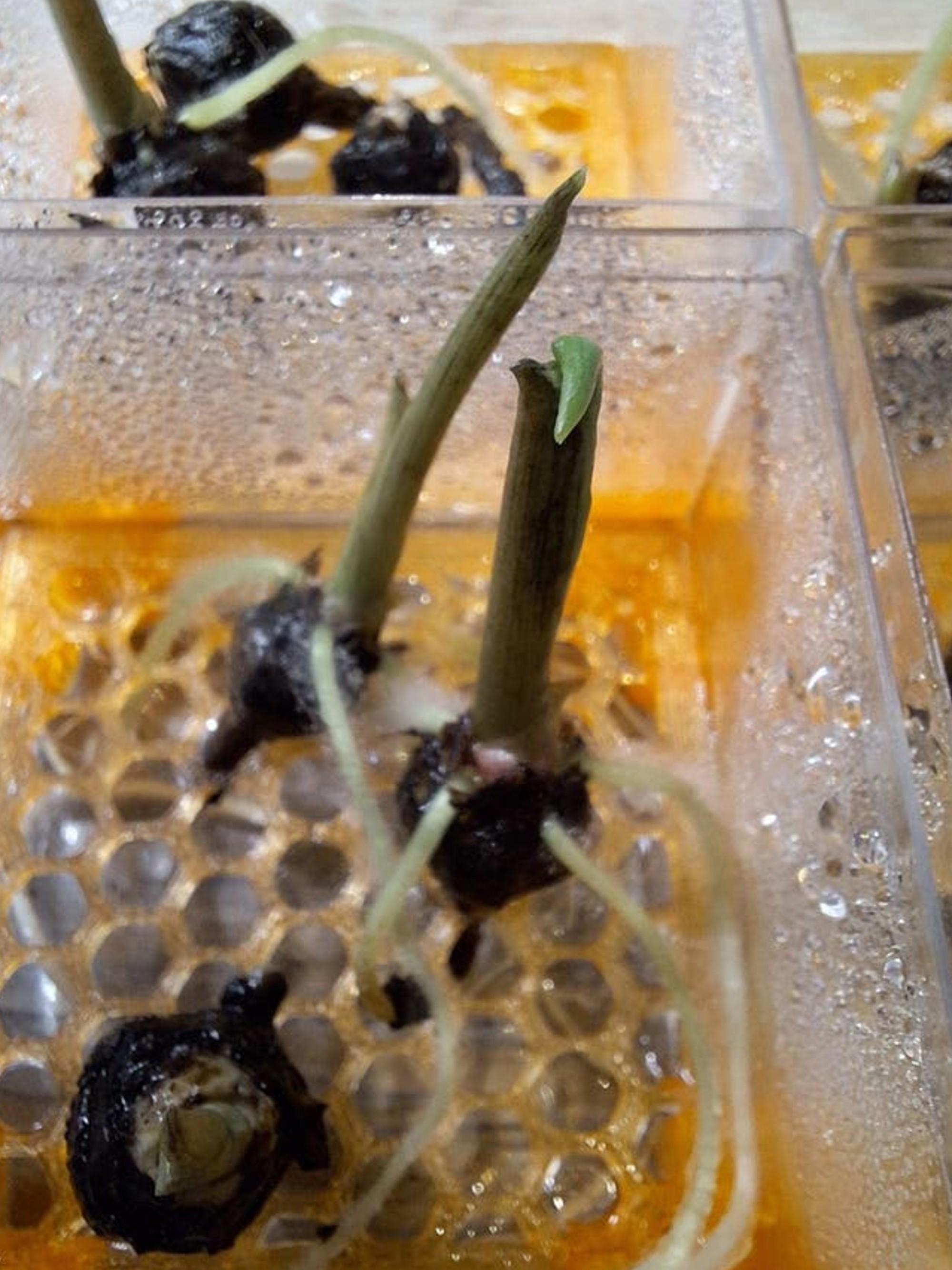 Alocasia Portadora bulb