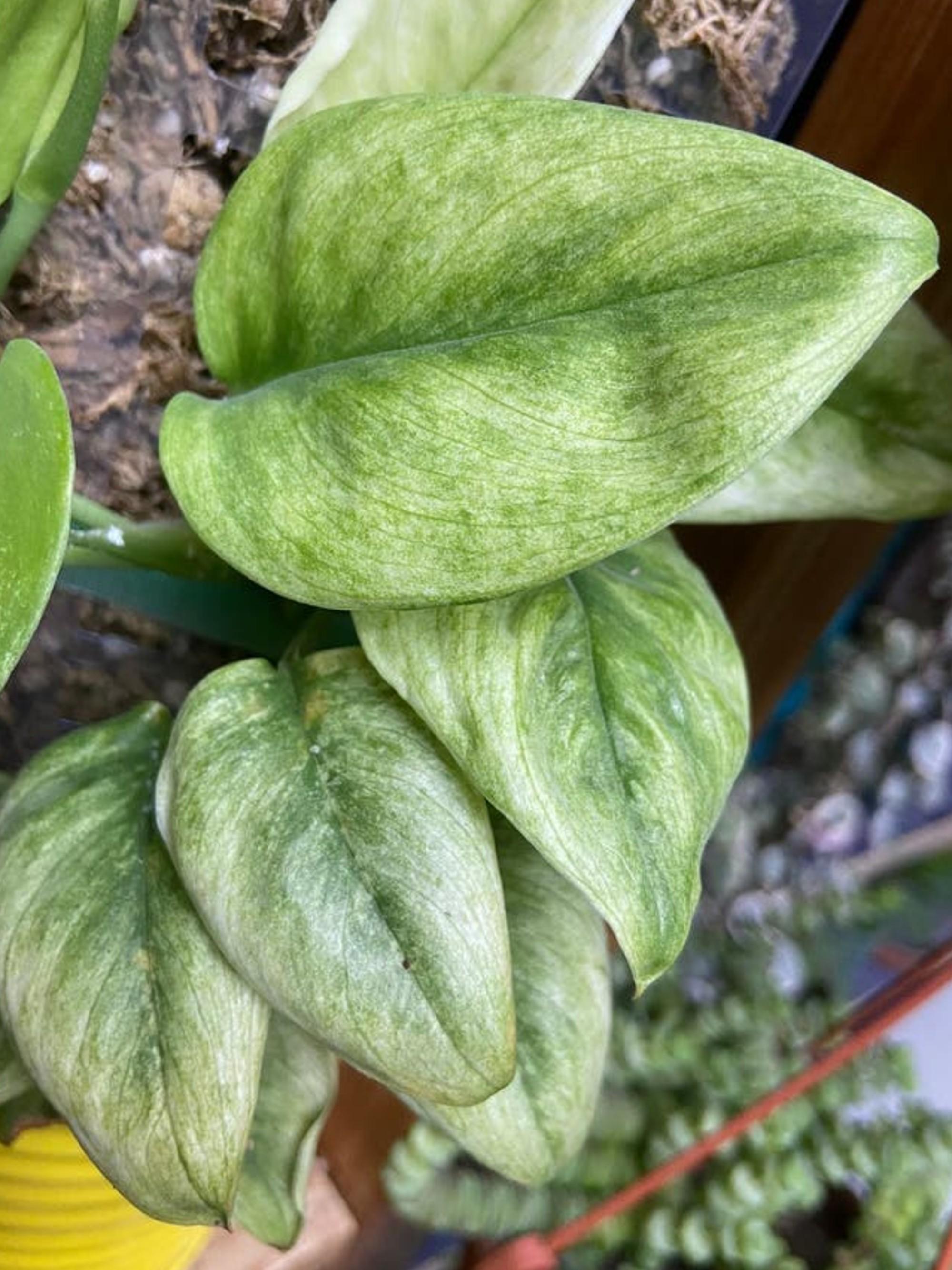 Scindapsus Swedish Ghost Variegata cutting