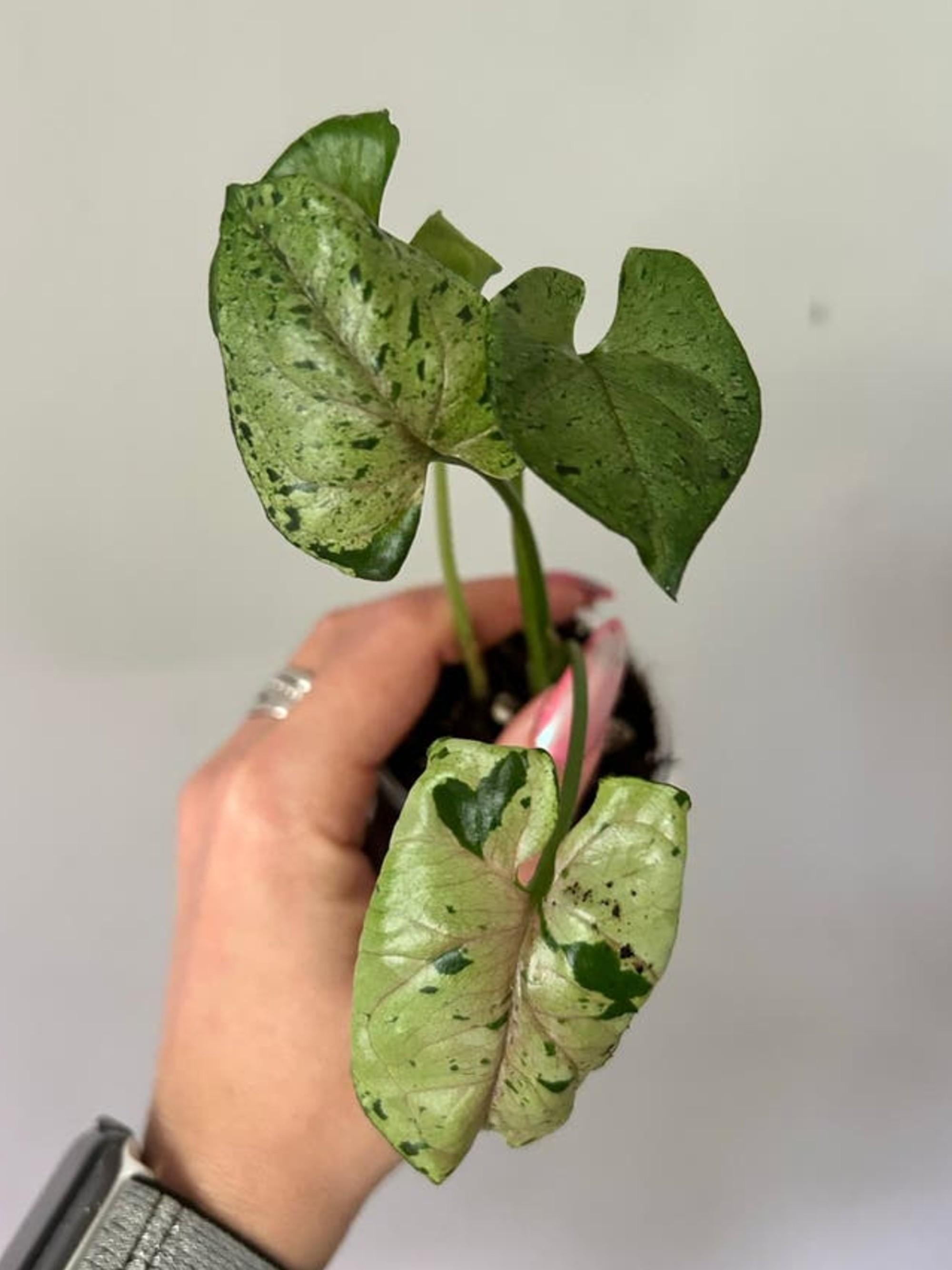 Syngonium Grey Ghost cutting