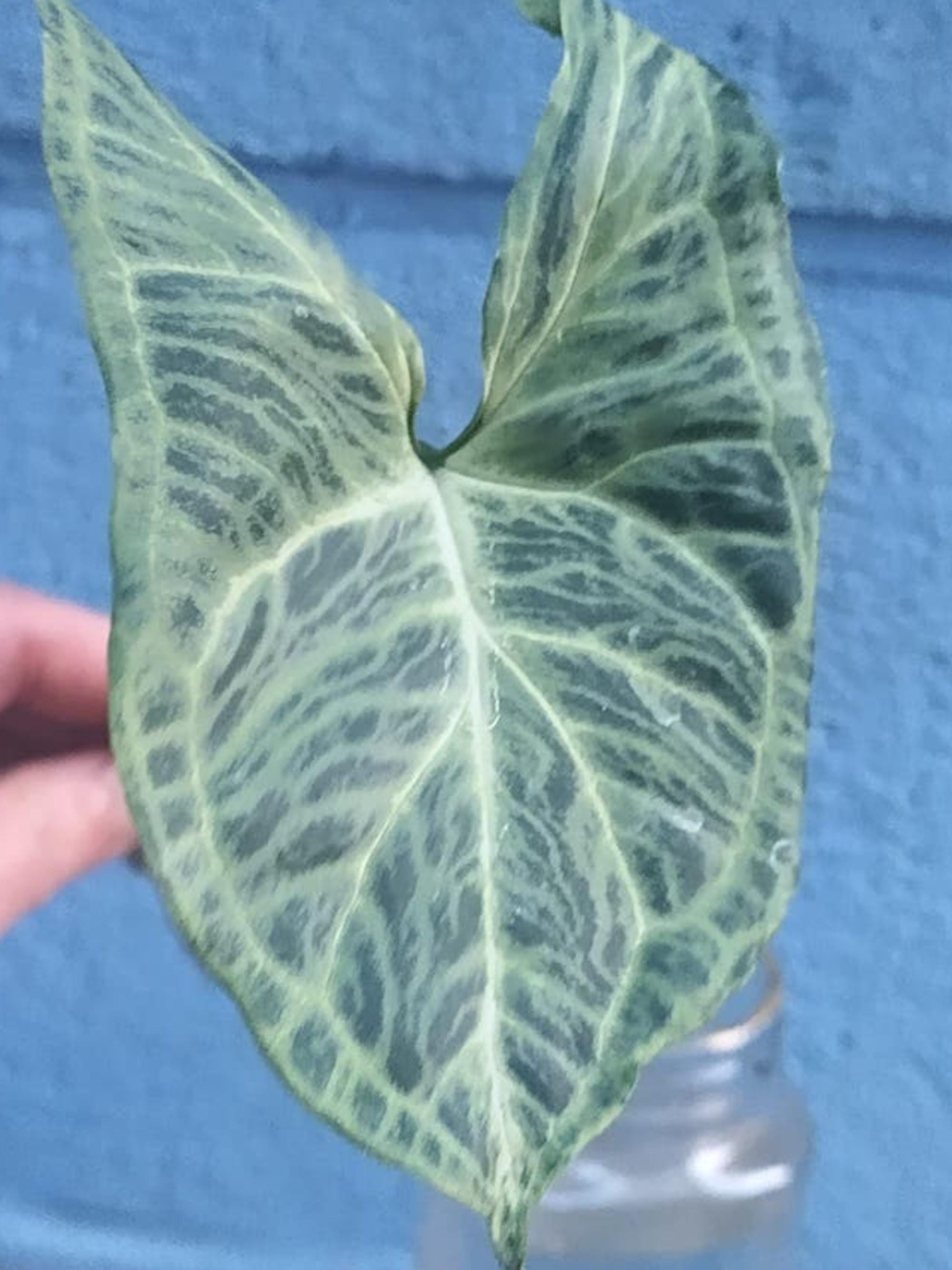 Syngonium Batik cutting