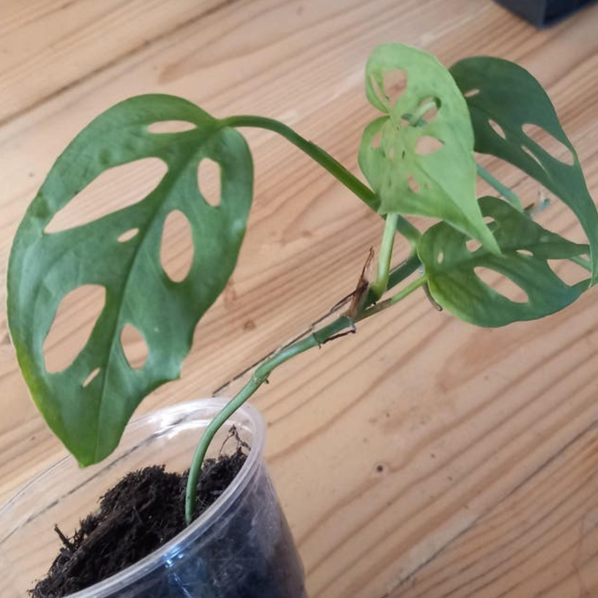 Monstera Acuminata cutting