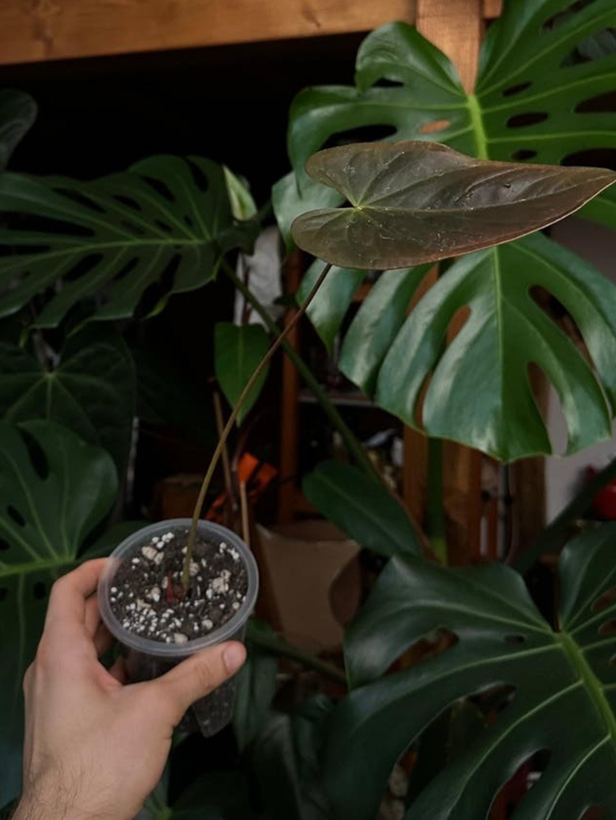 Anthurium Moodeanum cutting