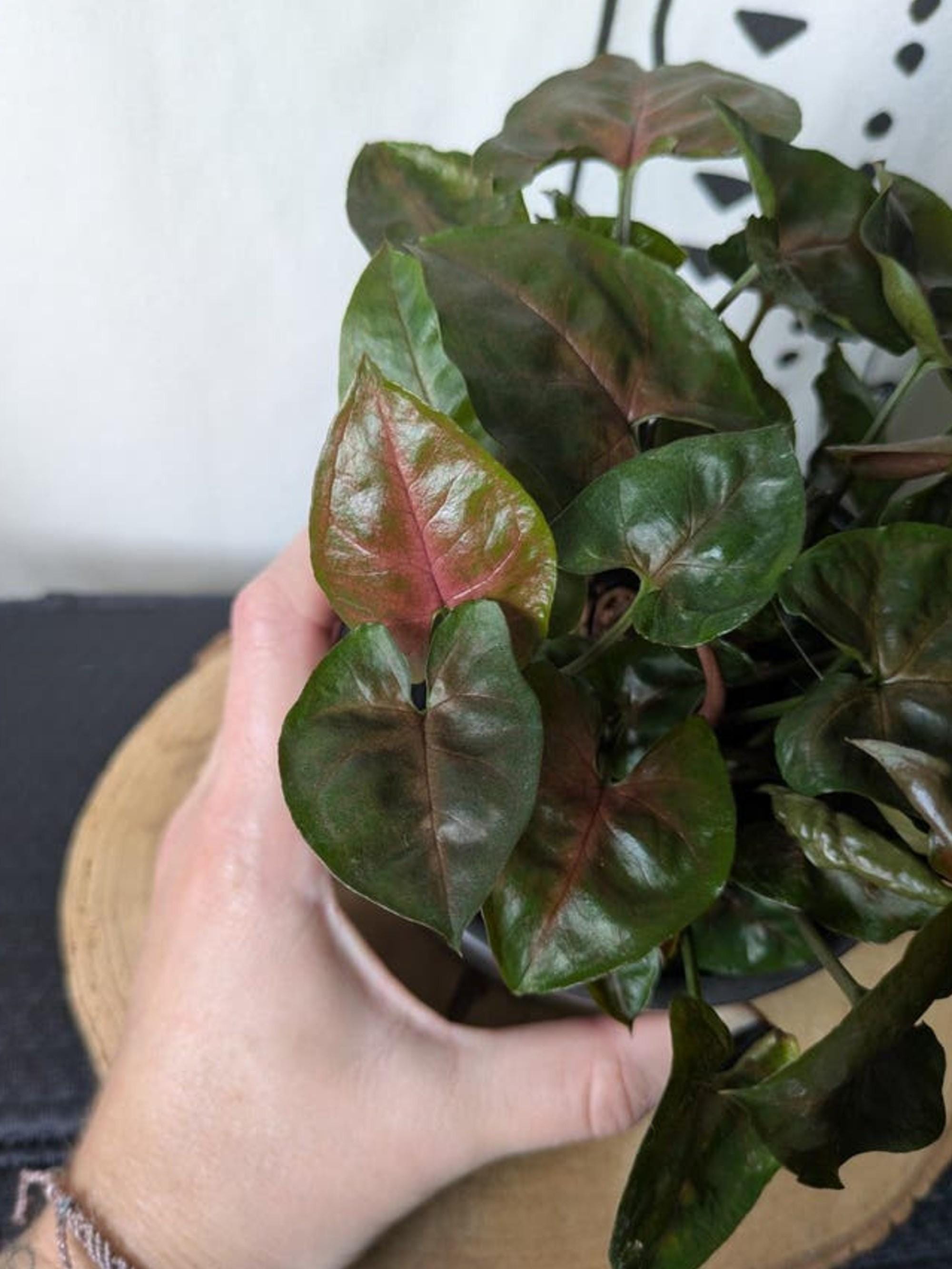 Syngonium Maria Allusion cutting