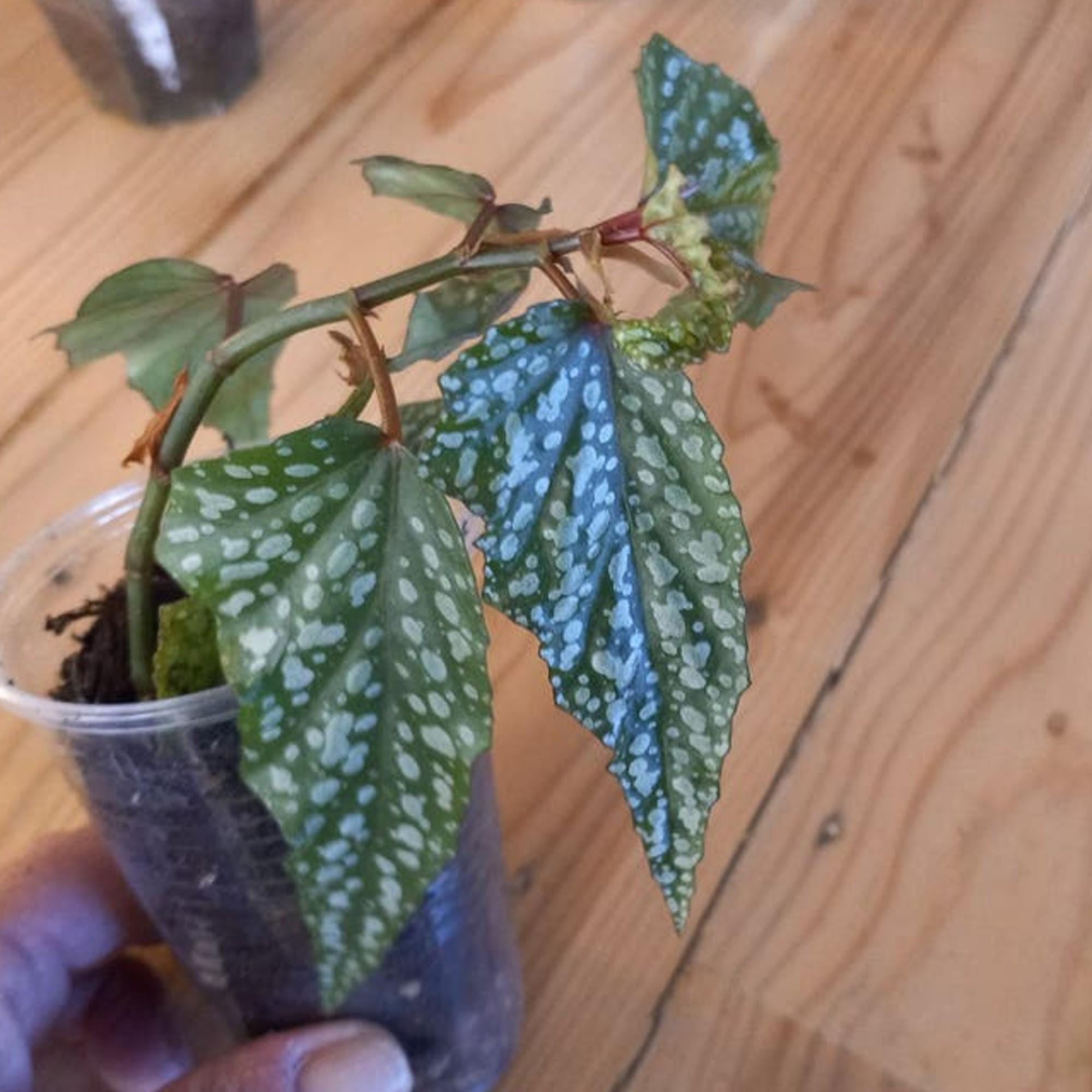 Begonia Medora cutting
