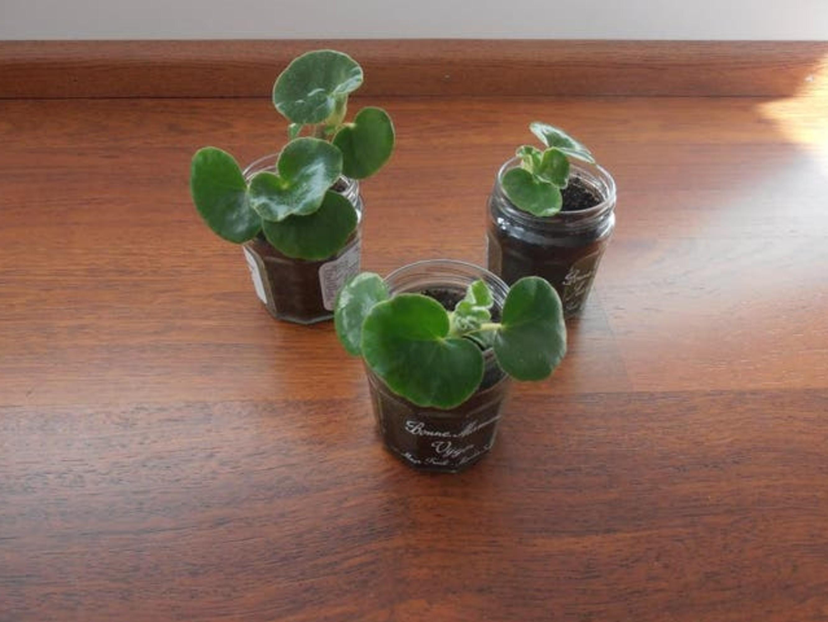 Begonia Venosa cutting