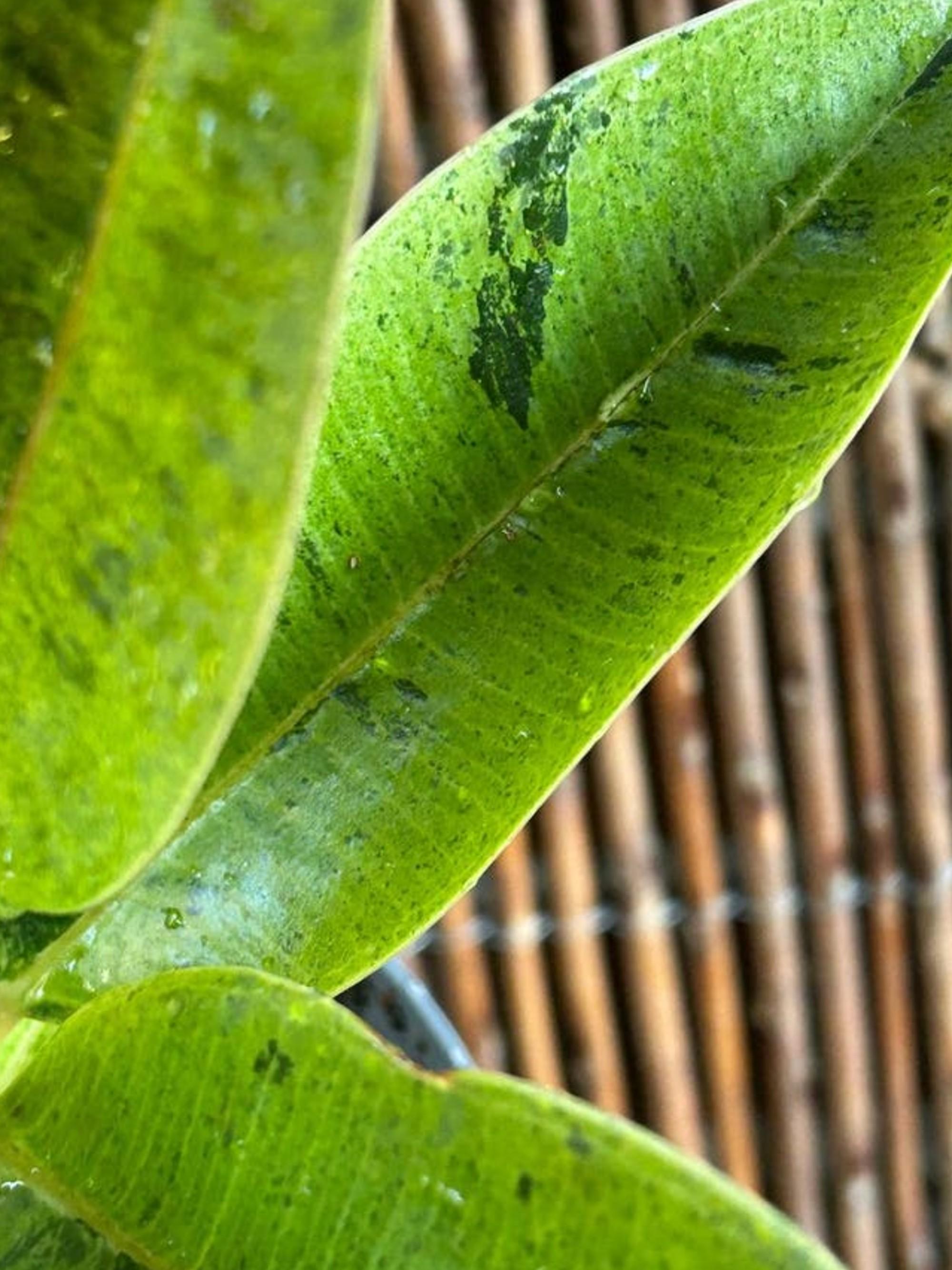 Ficus Shivereana Moonshine cutting