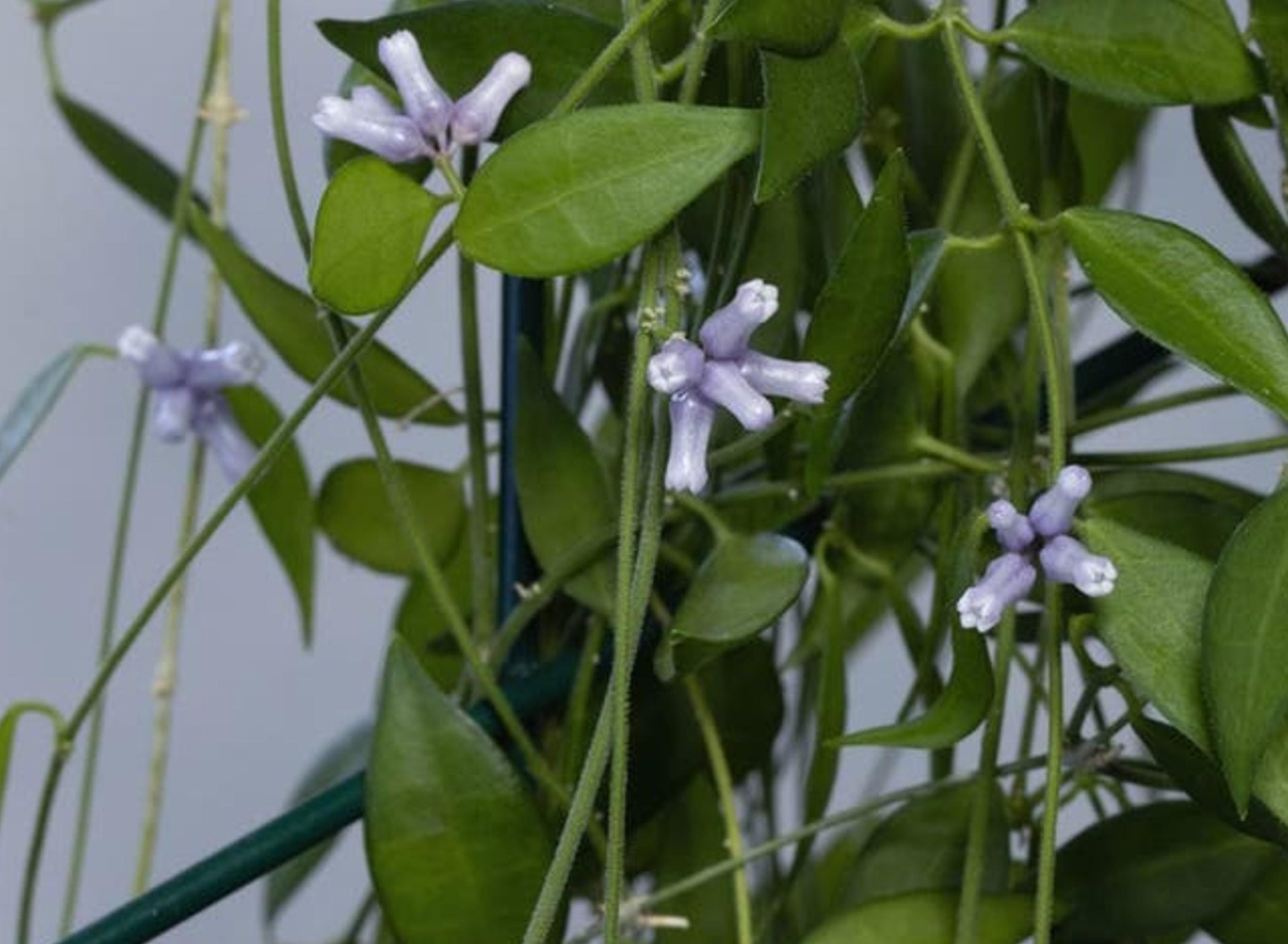 Dischidia Merrillii cutting