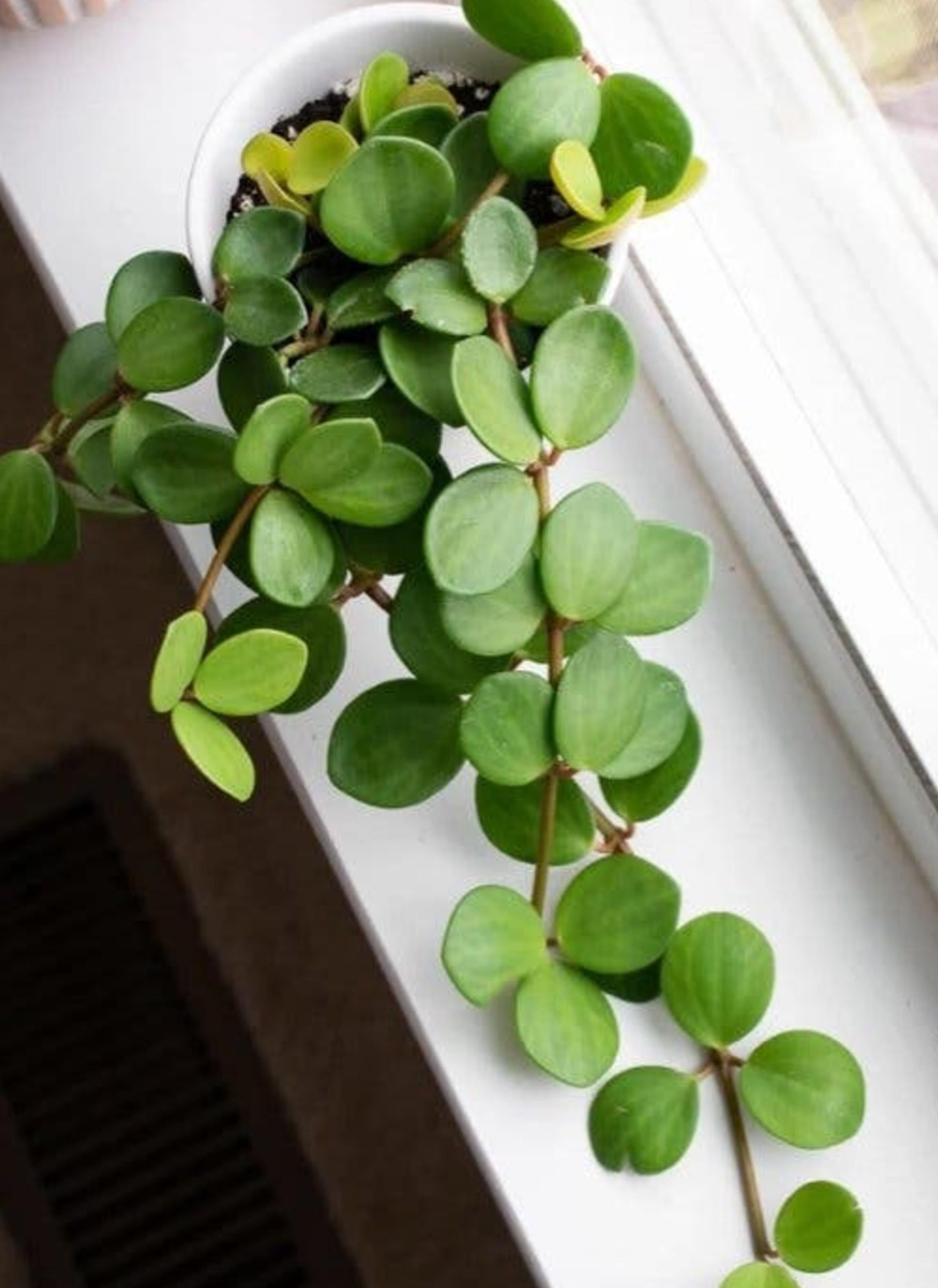 Peperomia Hope cutting