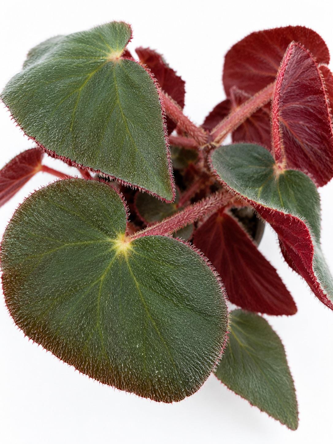 Begonia Acetosa – rare plant for sale