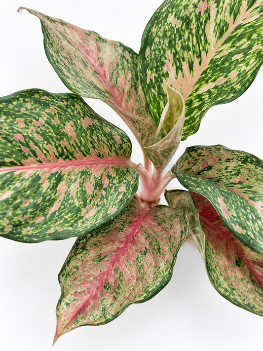 Aglaonema Fortune – rare plant for sale