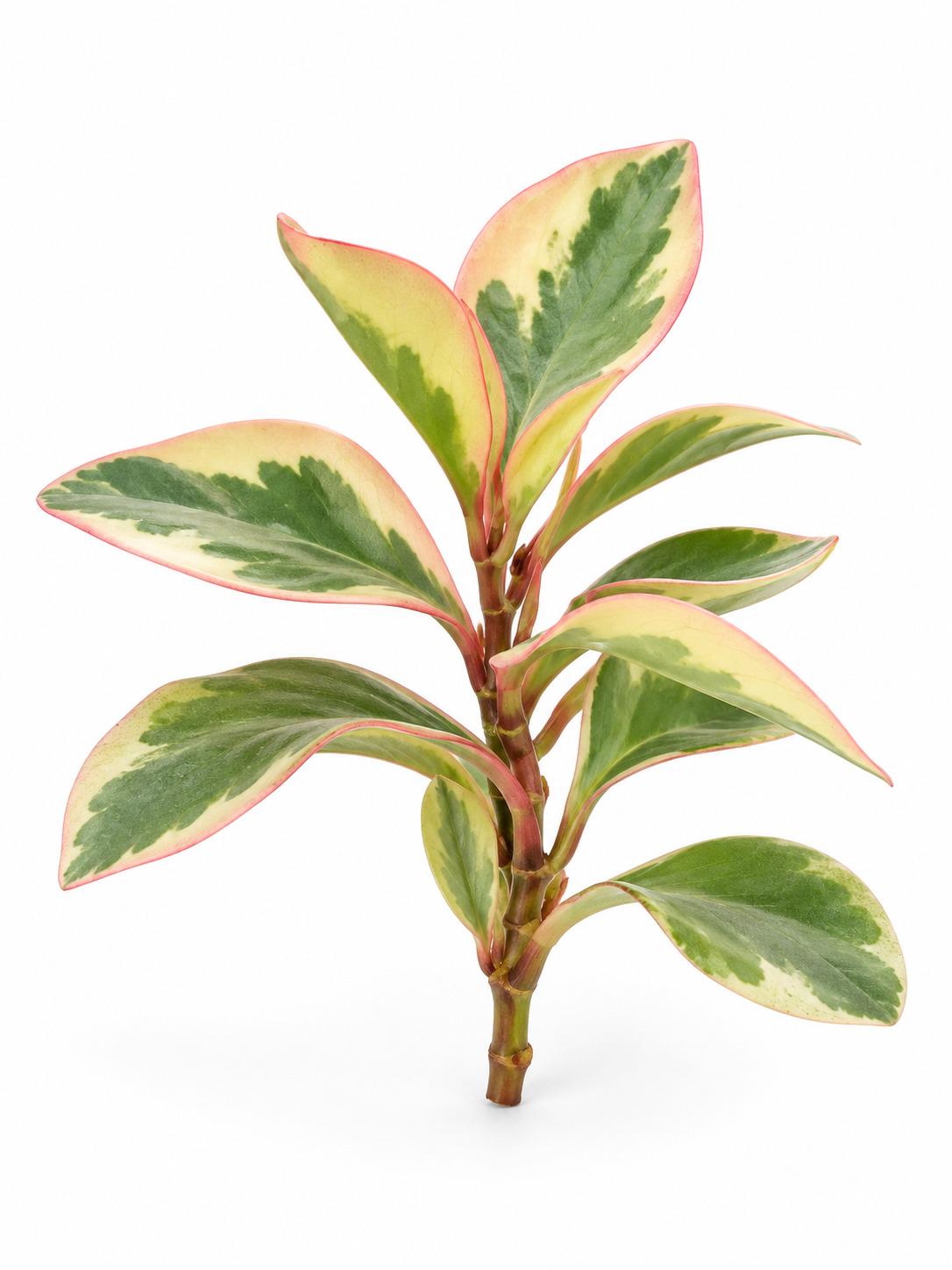 Peperomia Clusiifolia Ginny Cutting – photo 2