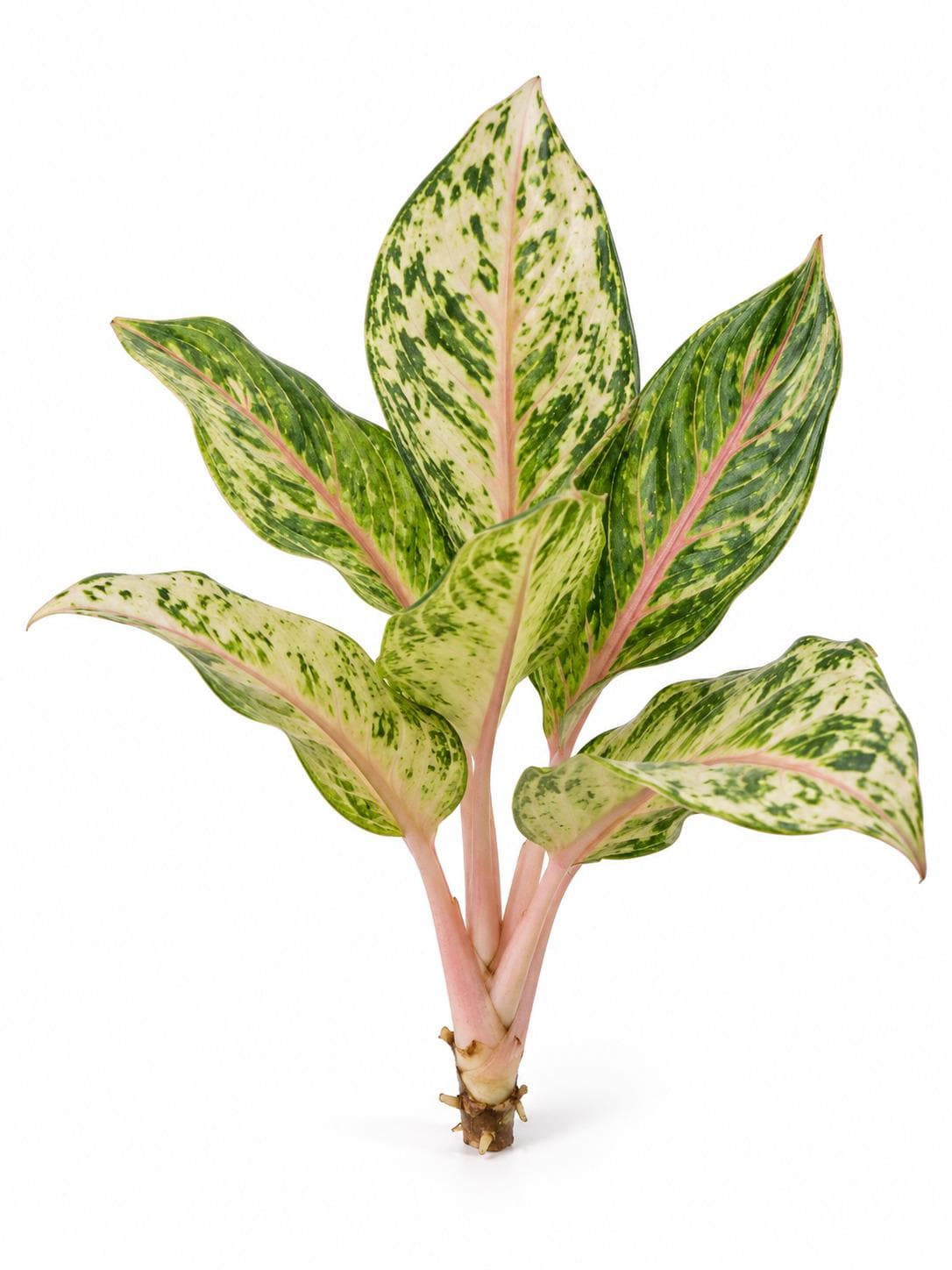 Aglaonema Lucky – photo 2