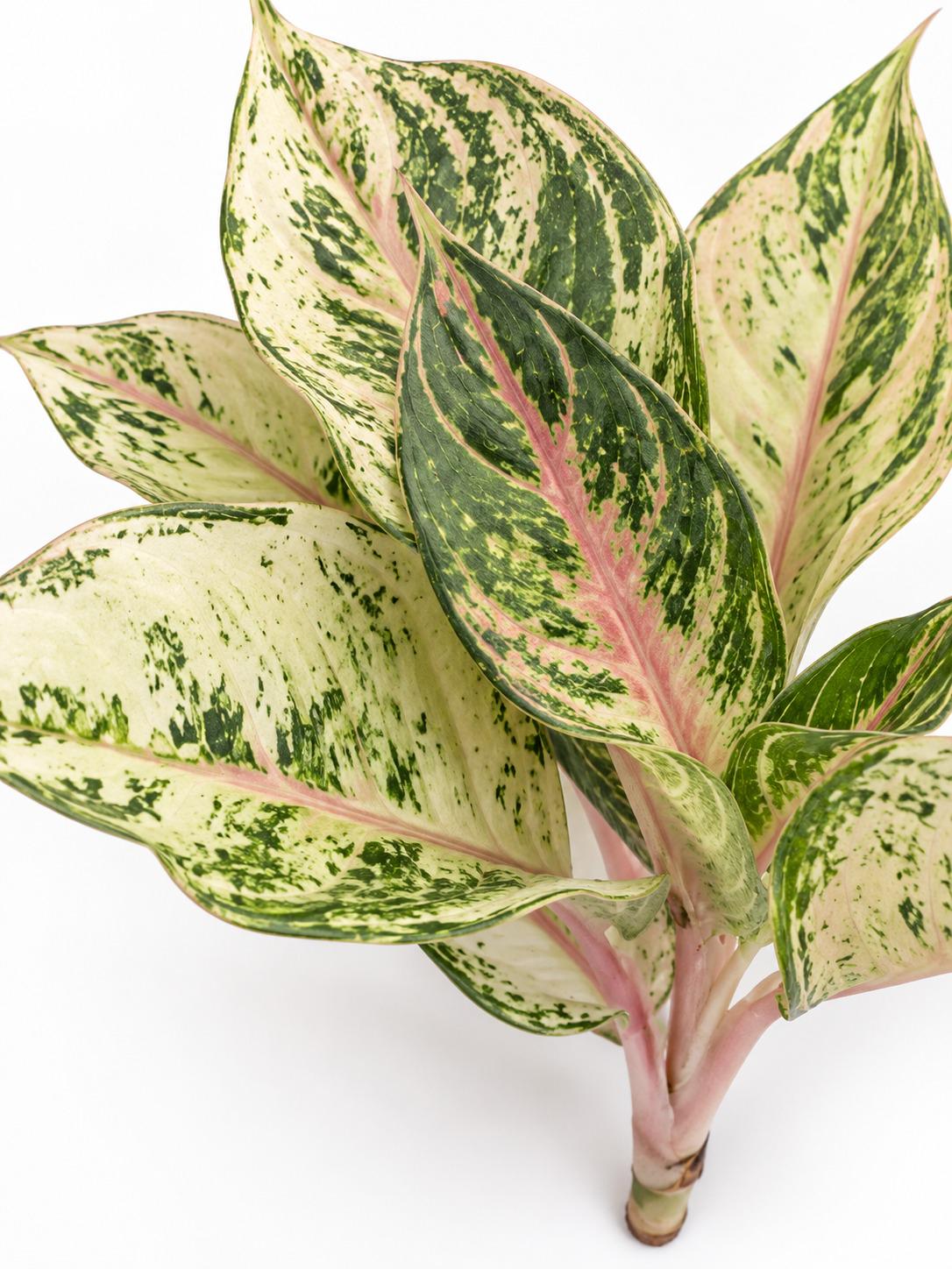 Aglaonema Lucky – rare plant for sale