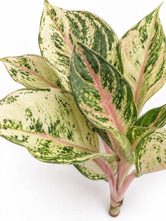 Aglaonema Lucky – rare plant for sale