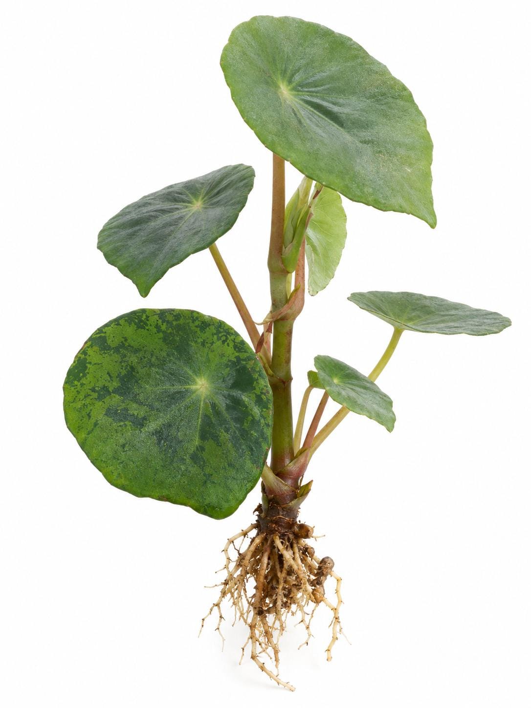 Begonia Goldingiana – photo 2