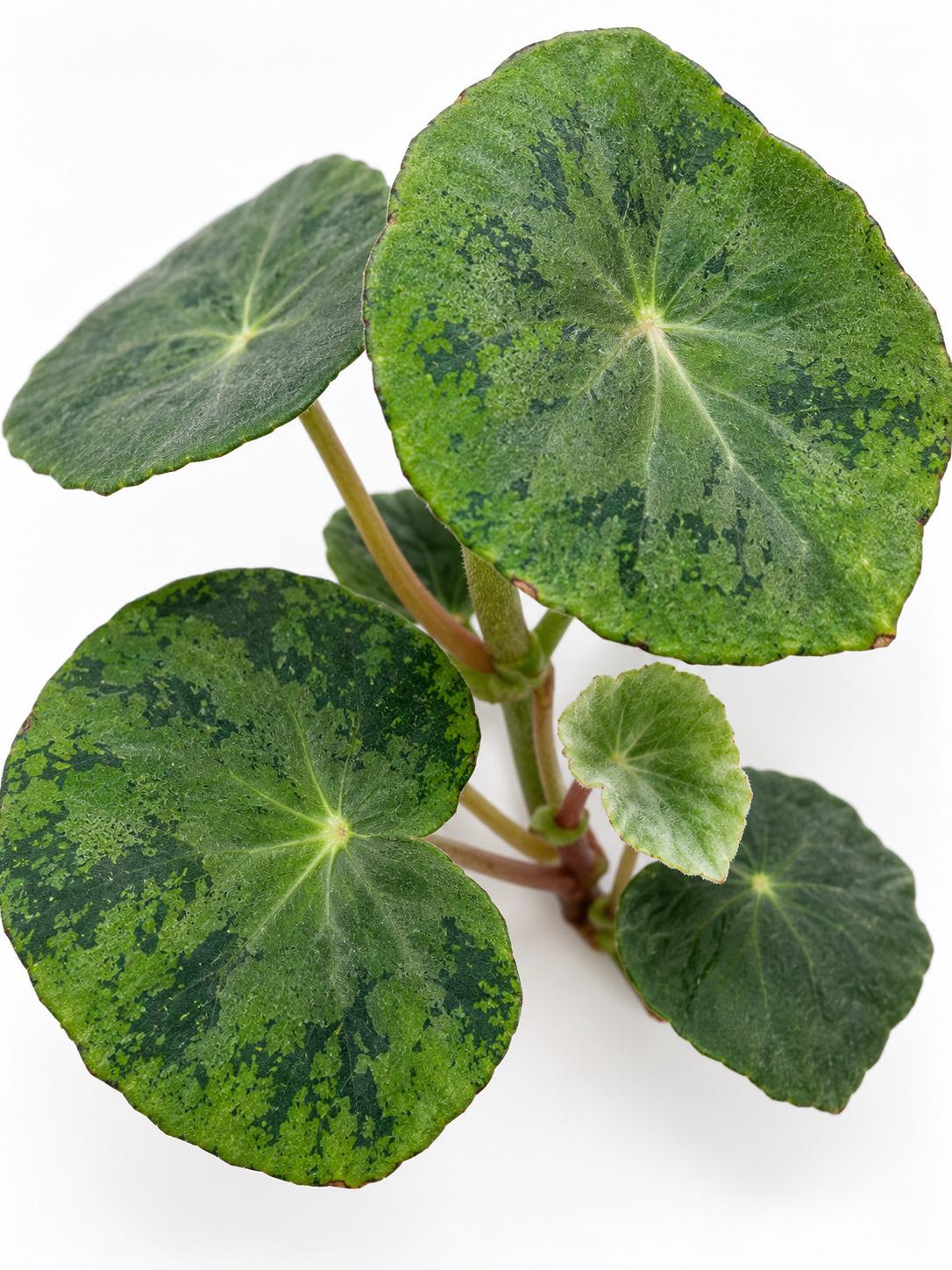 Begonia Goldingiana – rare plant for sale