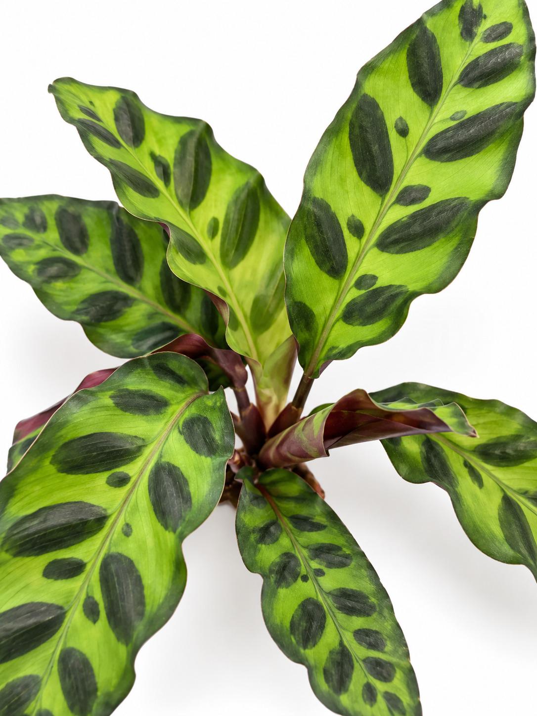 Calathea Lancifolia Rattlesnake – rare plant for sale