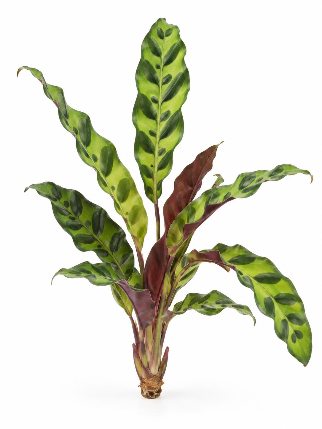 Calathea Lancifolia Rattlesnake – photo 2