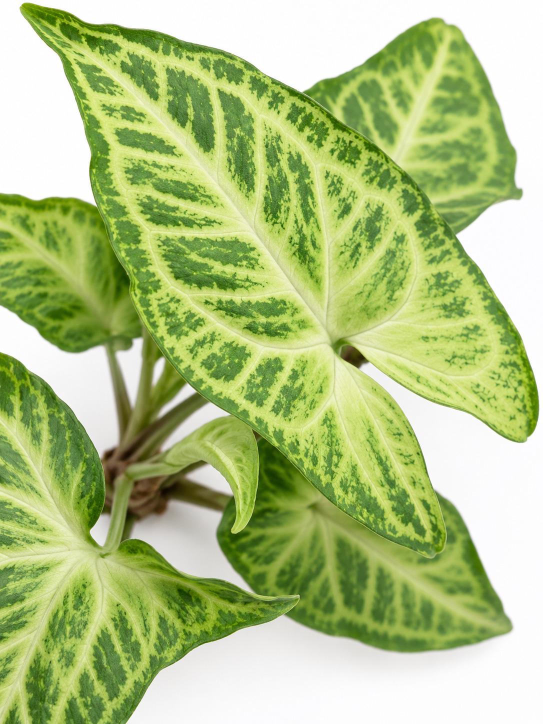 Syngonium Podophyllum Batik Cutting – rare plant for sale