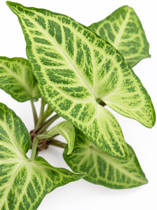 Syngonium Podophyllum Batik Cutting – rare plant for sale