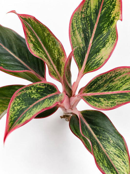 Aglaonema Jasper Jones – rare plant for sale