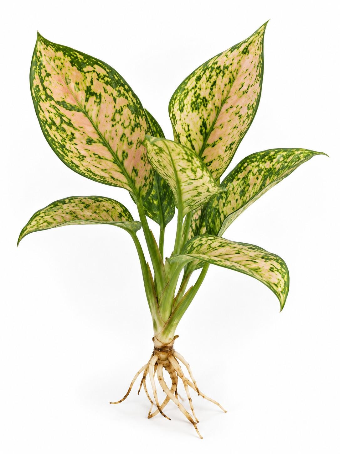 Aglaonema Etta Rose – photo 2