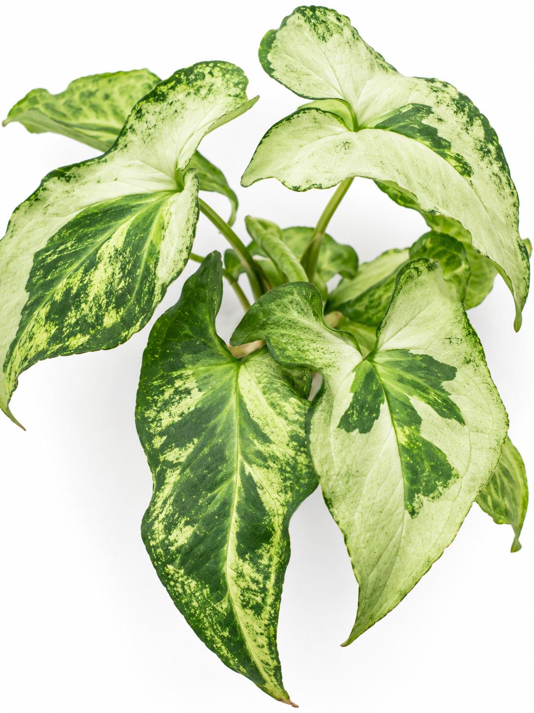 Syngonium Podophyllum Three Kings Cutting – rare plant for sale