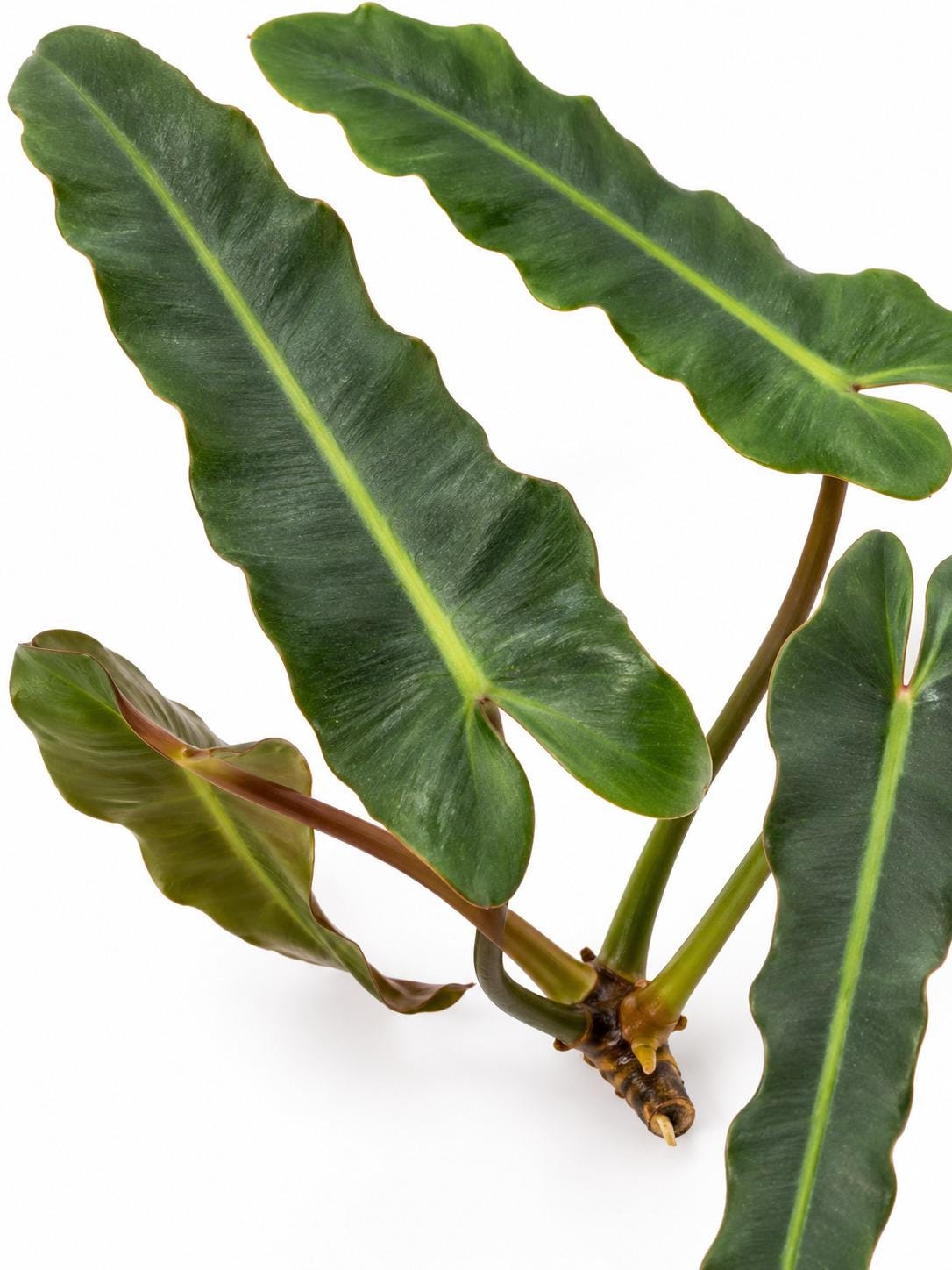 Philodendron Billietiae Dark Form Cutting – rare plant for sale