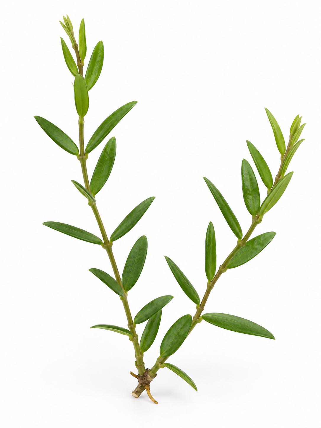 Hoya Engleriana Cutting – photo 2