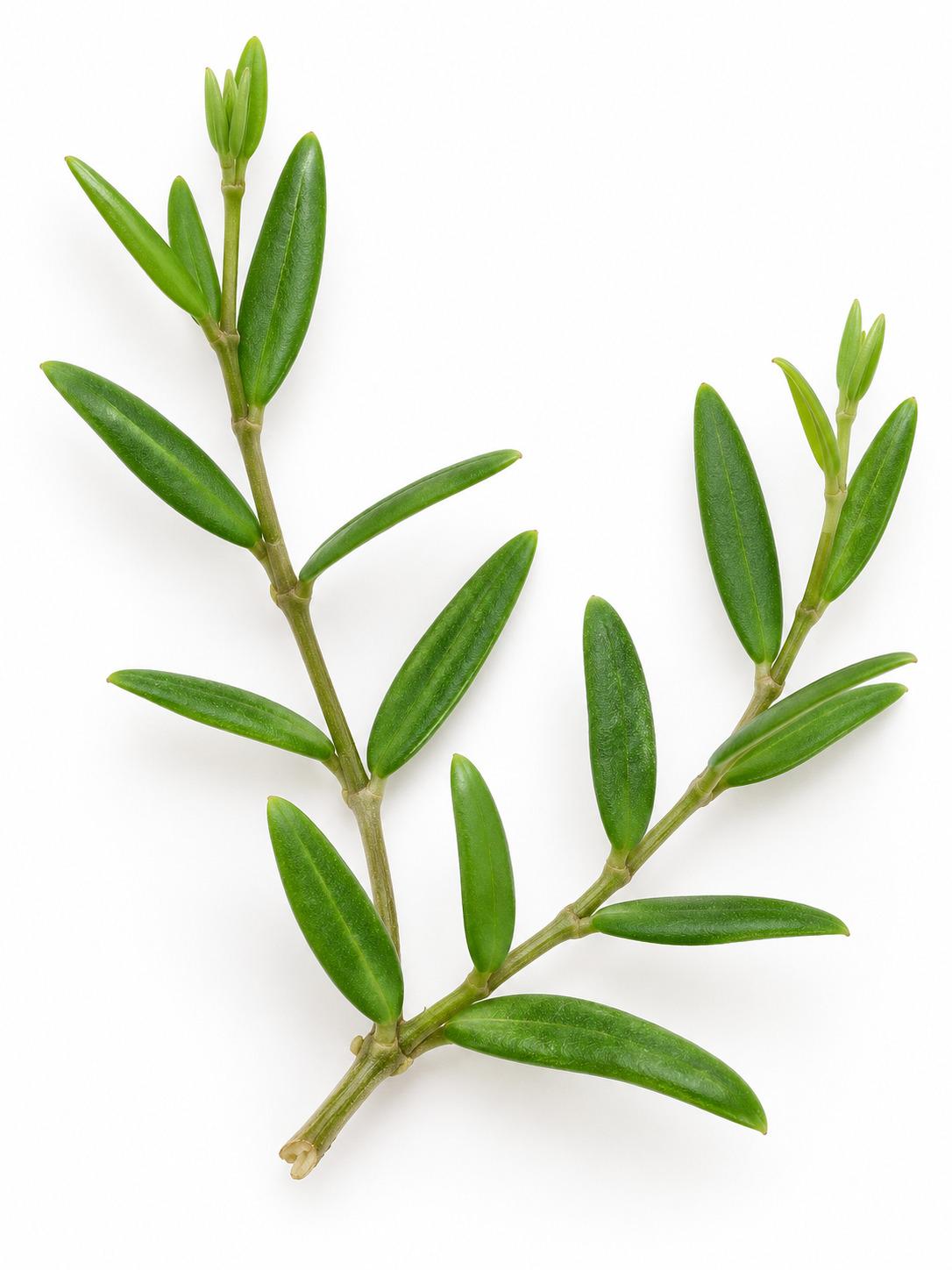 Hoya Engleriana Cutting – rare plant for sale