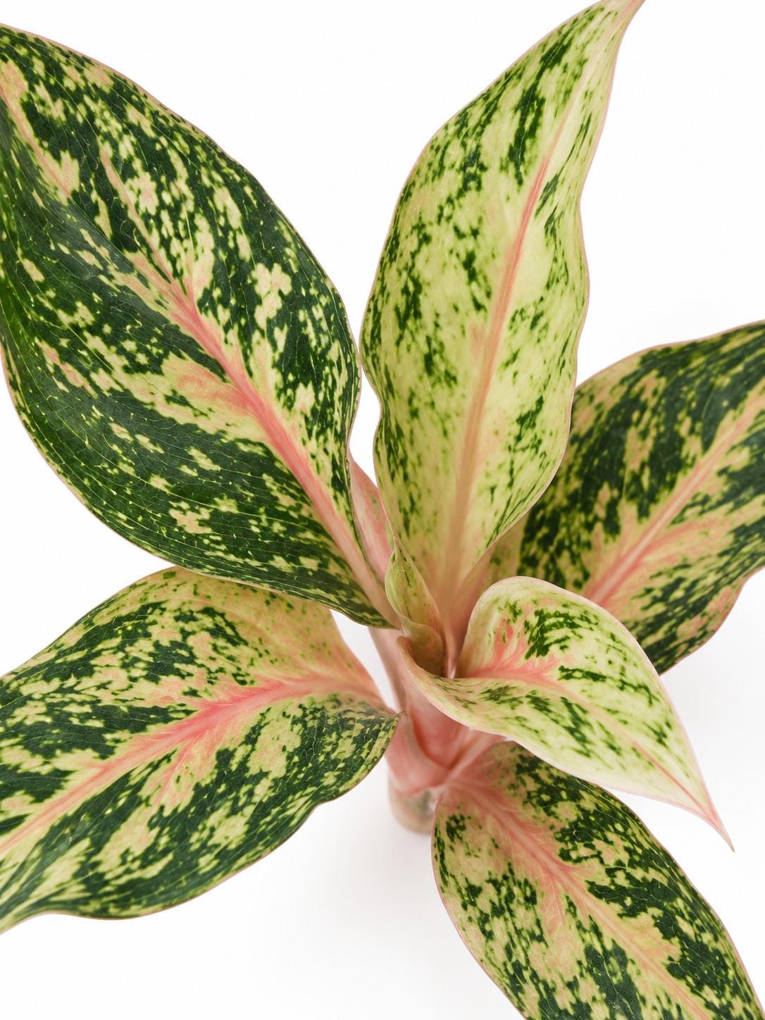 Aglaonema Sparkling Sarah – rare plant for sale